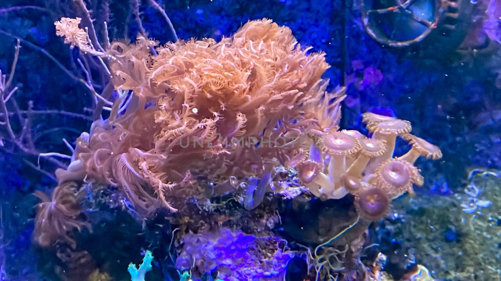 The most diverse types and shapes of corals in a marine tank.