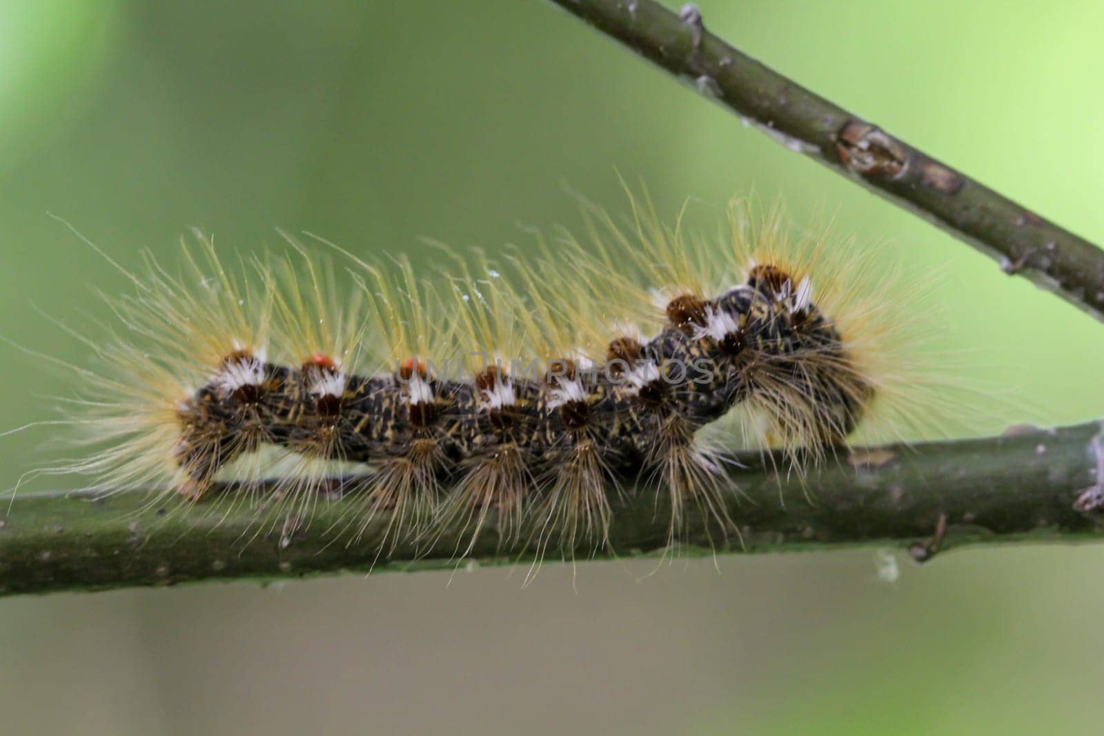The caterpillar of a goldafter, butterfly on a plant.