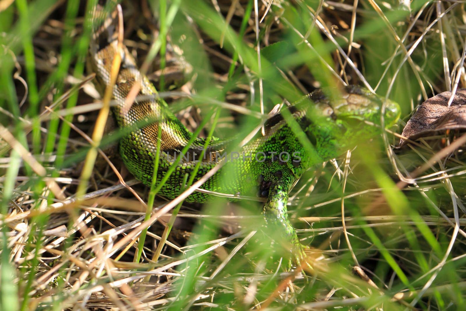 Close-up of a fence lizard in nature. Males are green, females are brown.