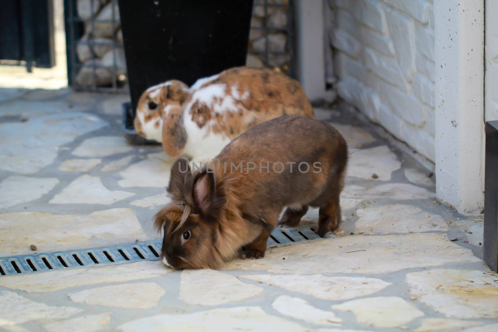 Little dwarf rabbit frolicking in a yard.