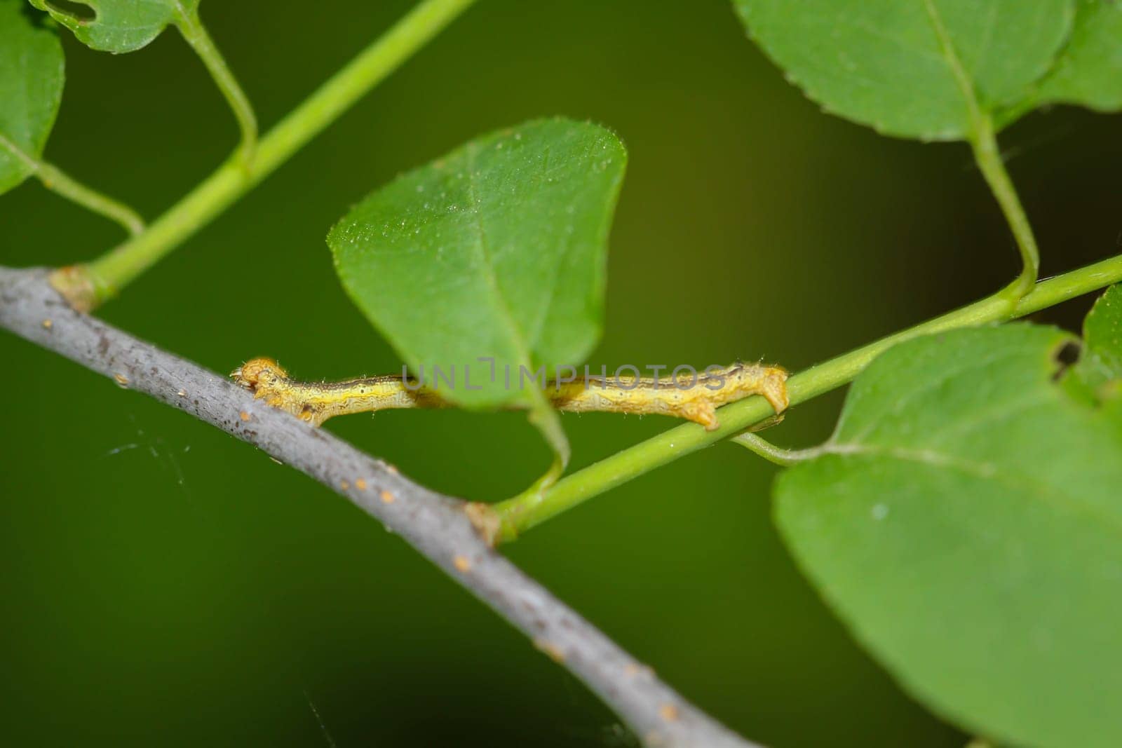 A caterpillar of a frost moth well camouflaged in a bush.