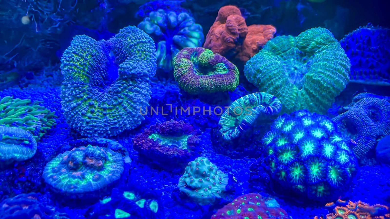 The most diverse types and shapes of corals in a marine tank.