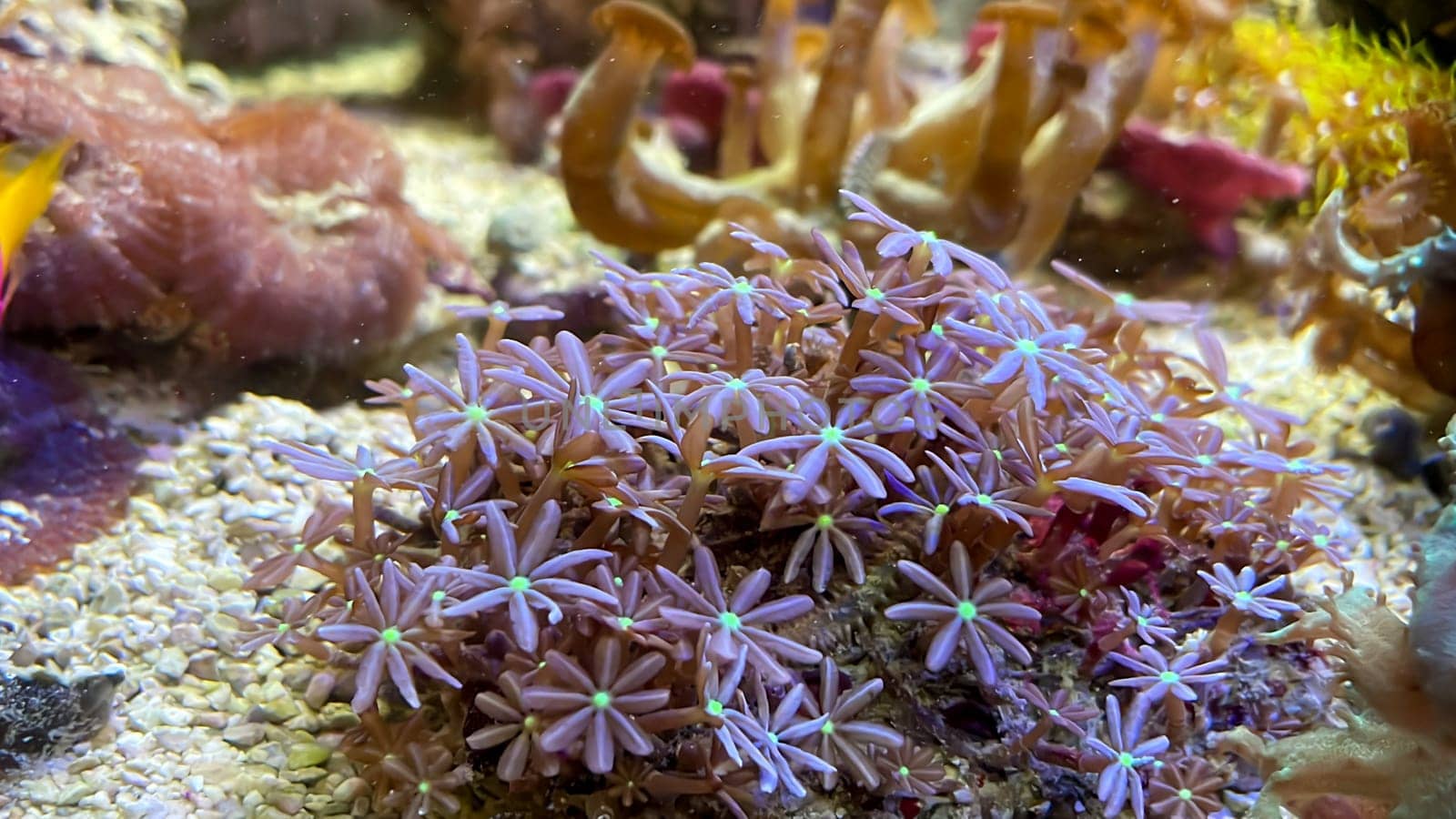 The most diverse types and shapes of corals in a marine tank.