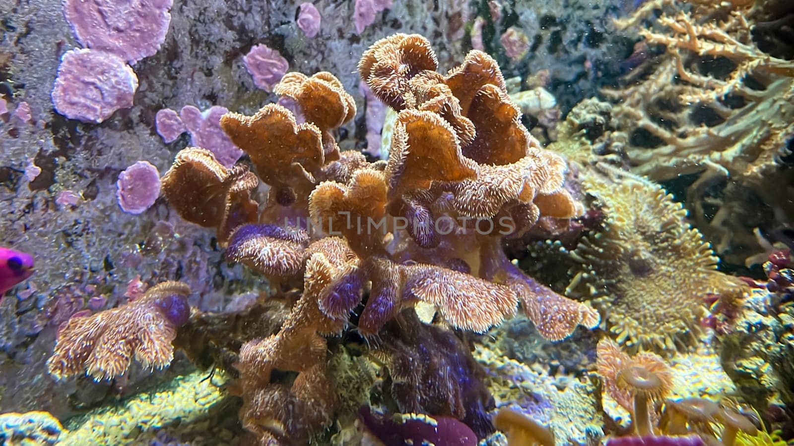 The most diverse types and shapes of corals in a marine tank.