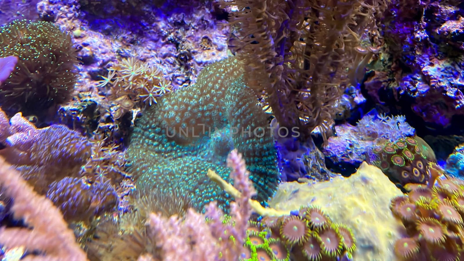 The most diverse types and shapes of corals in a marine tank.