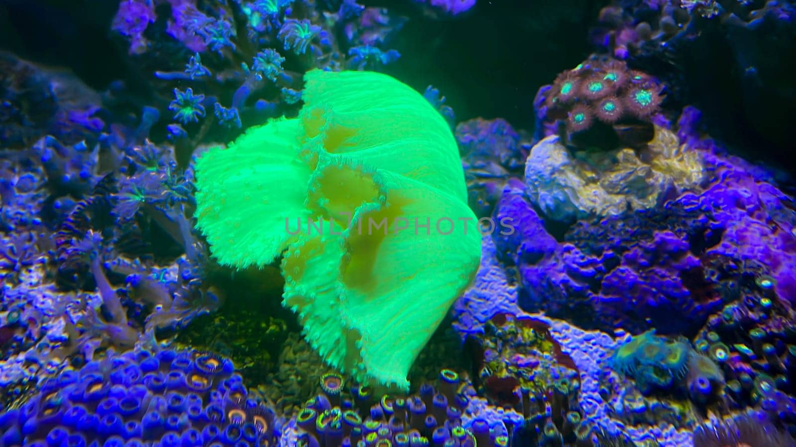 The most diverse types and shapes of corals in a marine tank.