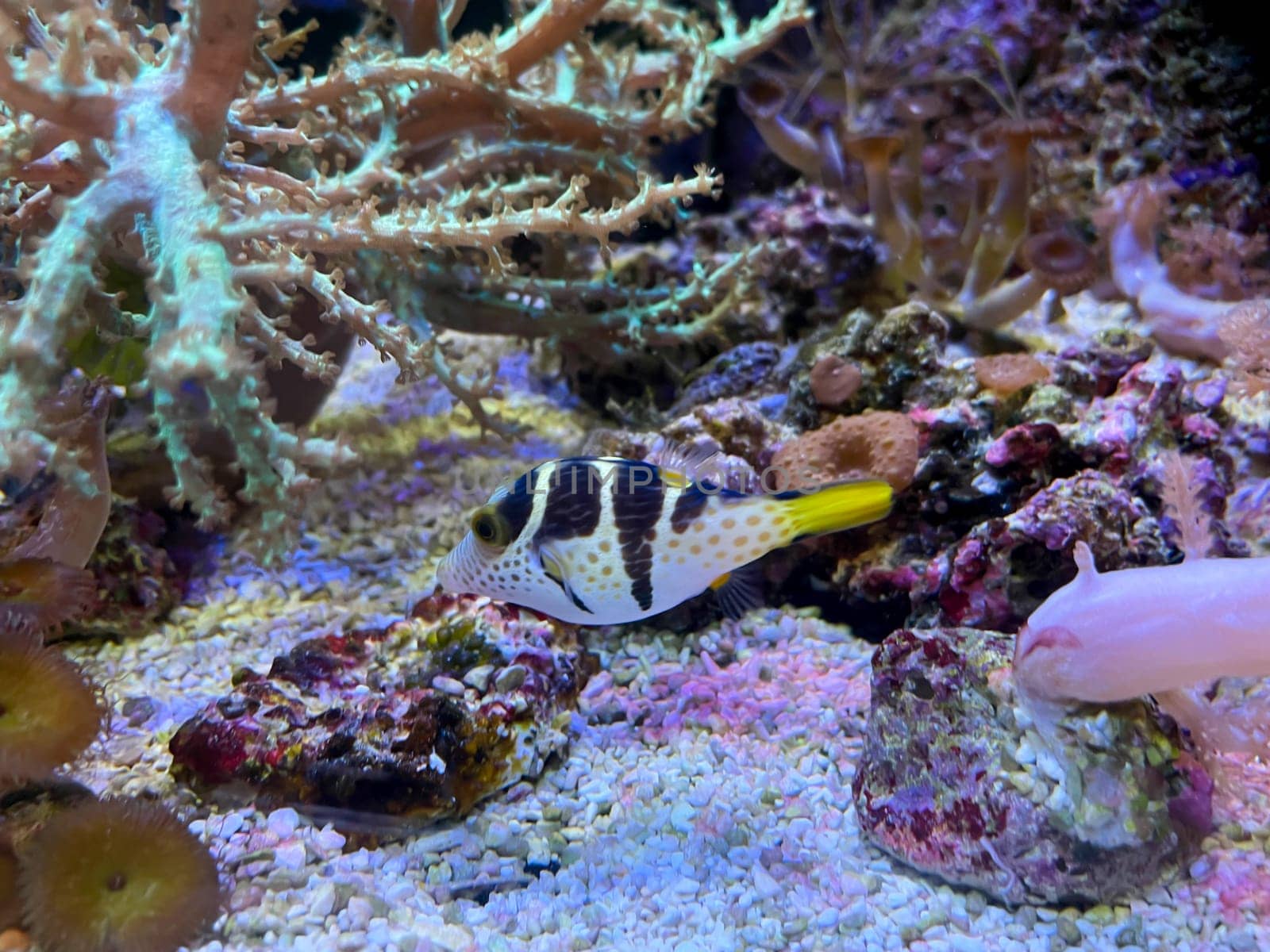 A small puffer fish in a saltwater aquarium among corals.