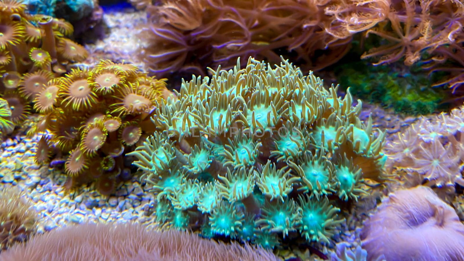 The most diverse types and shapes of corals in a marine tank.