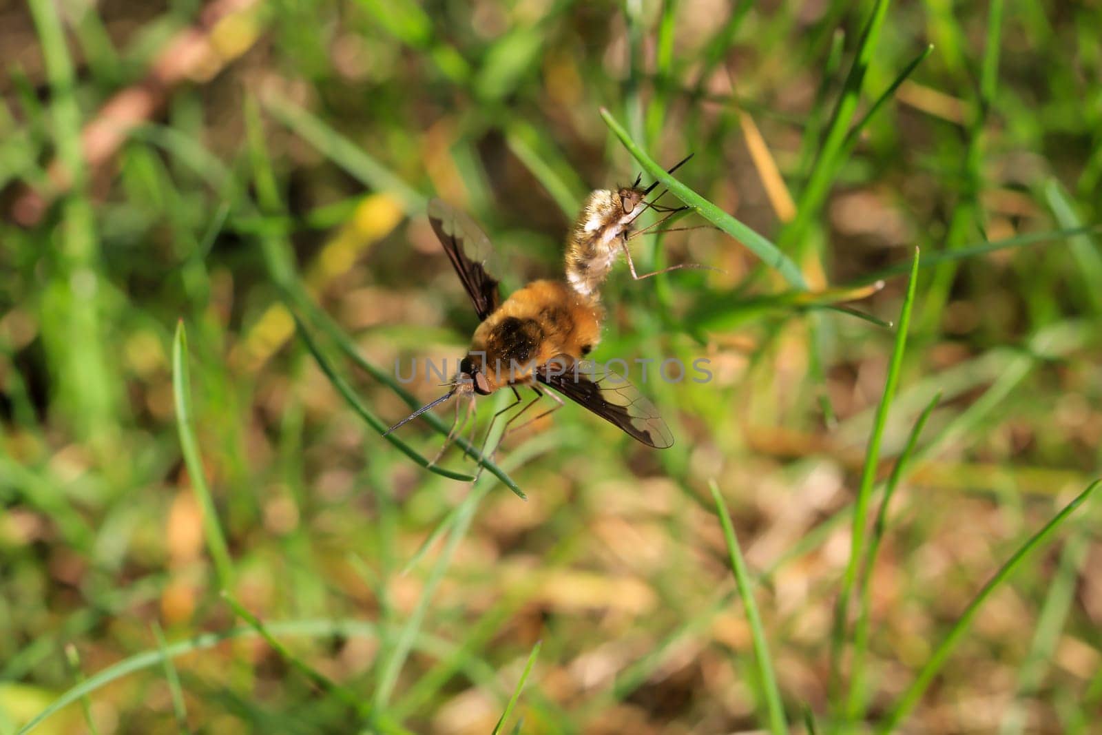 A pair of woolly hummingbirds mating on a blade of grass.