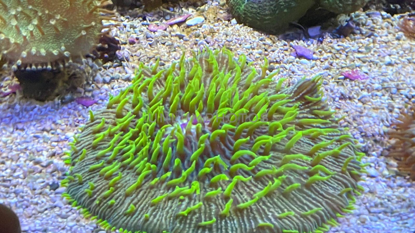 The most diverse types and shapes of corals in a marine tank.