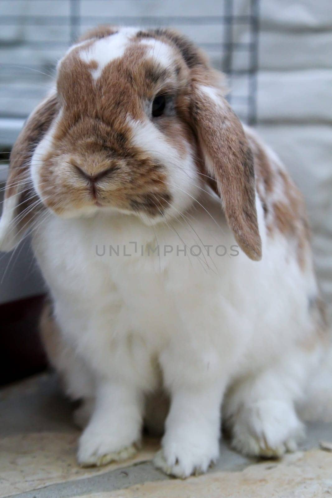 Portrait of a small dwarf rabbit, a ram.