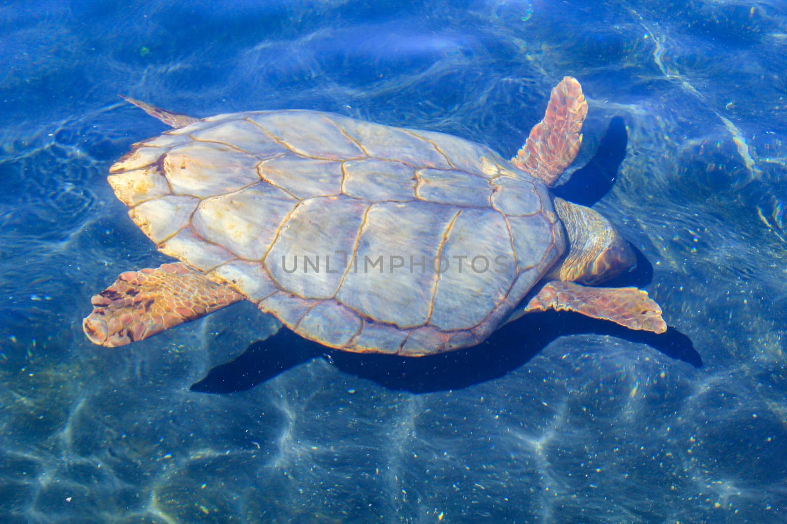 A sea turtle in the water, portrait of a sea turtle.