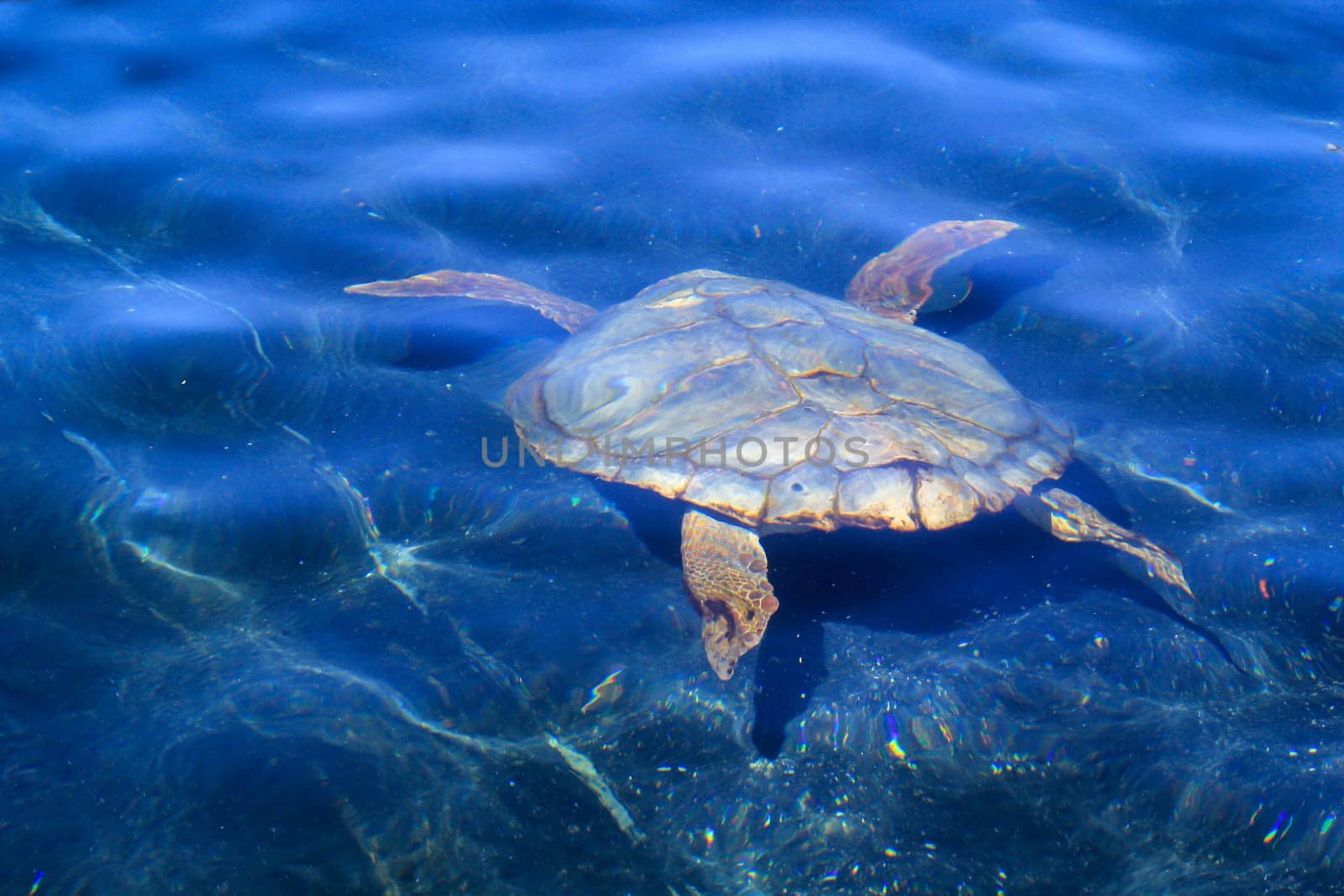 A sea turtle in the water, portrait of a sea turtle.