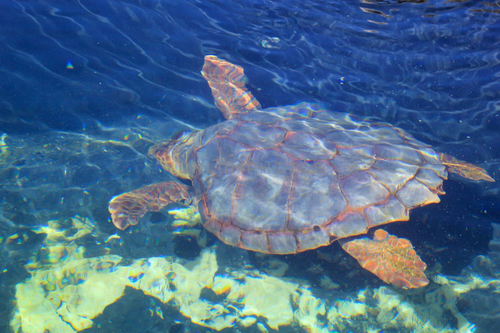 A sea turtle in the water, portrait of a sea turtle.