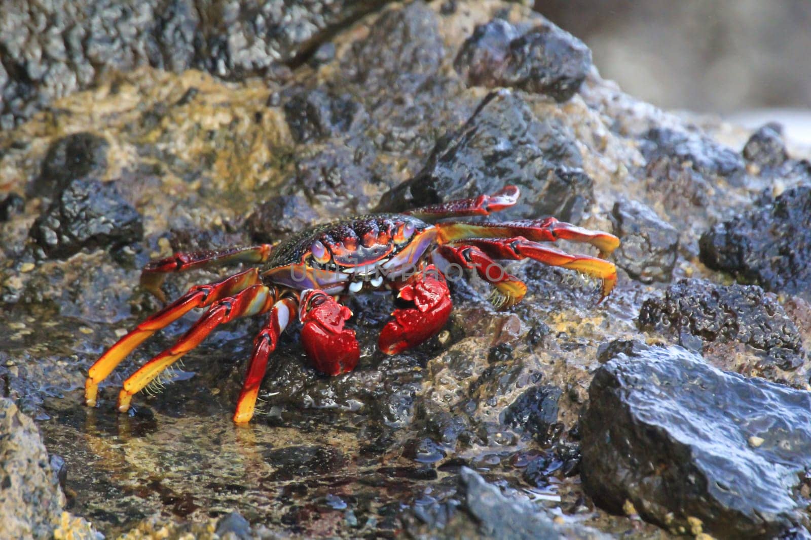 A red cliff crab or red rock crab on a rock by the sea.