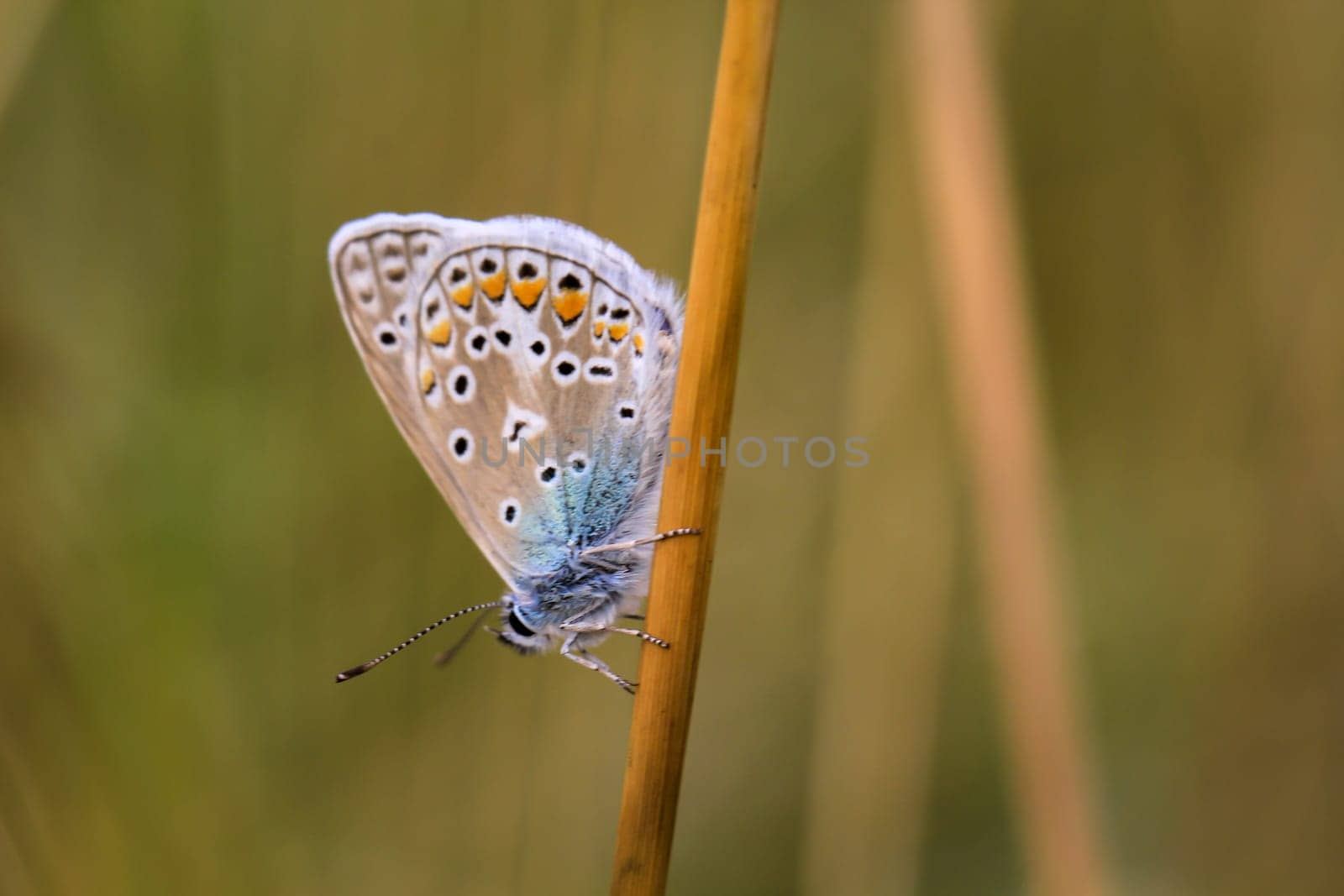 A blue butterfly on a grass plant. There are many species of blue butterflies.