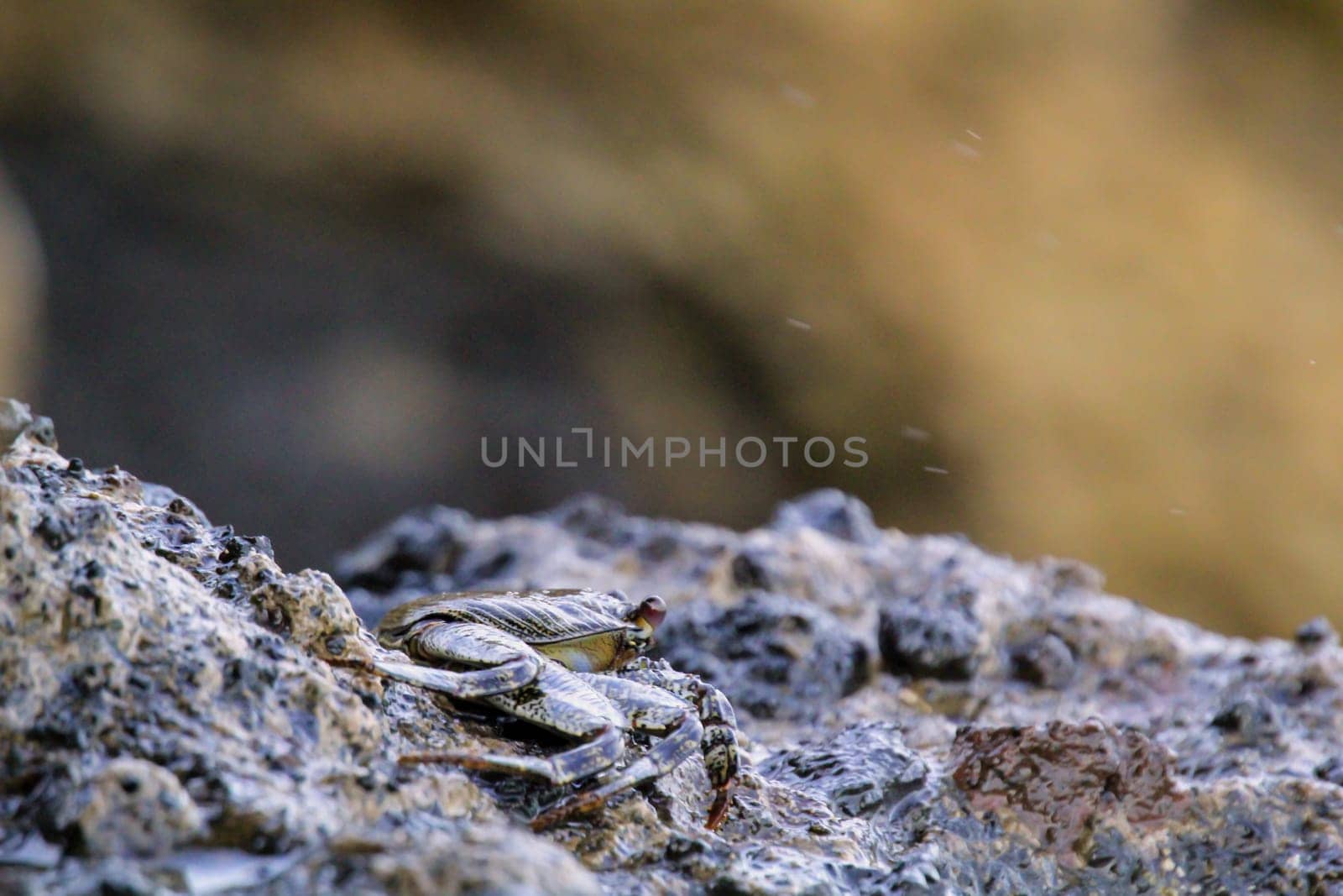 A green brownish crab on a rock by the sea.