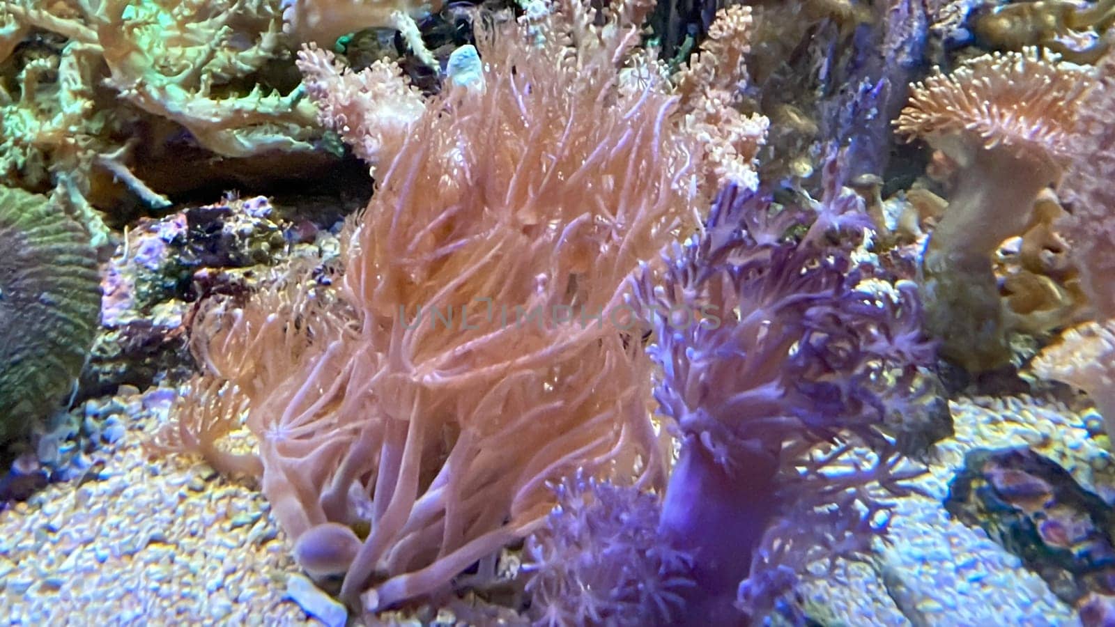 The most diverse types and shapes of corals in a marine tank.