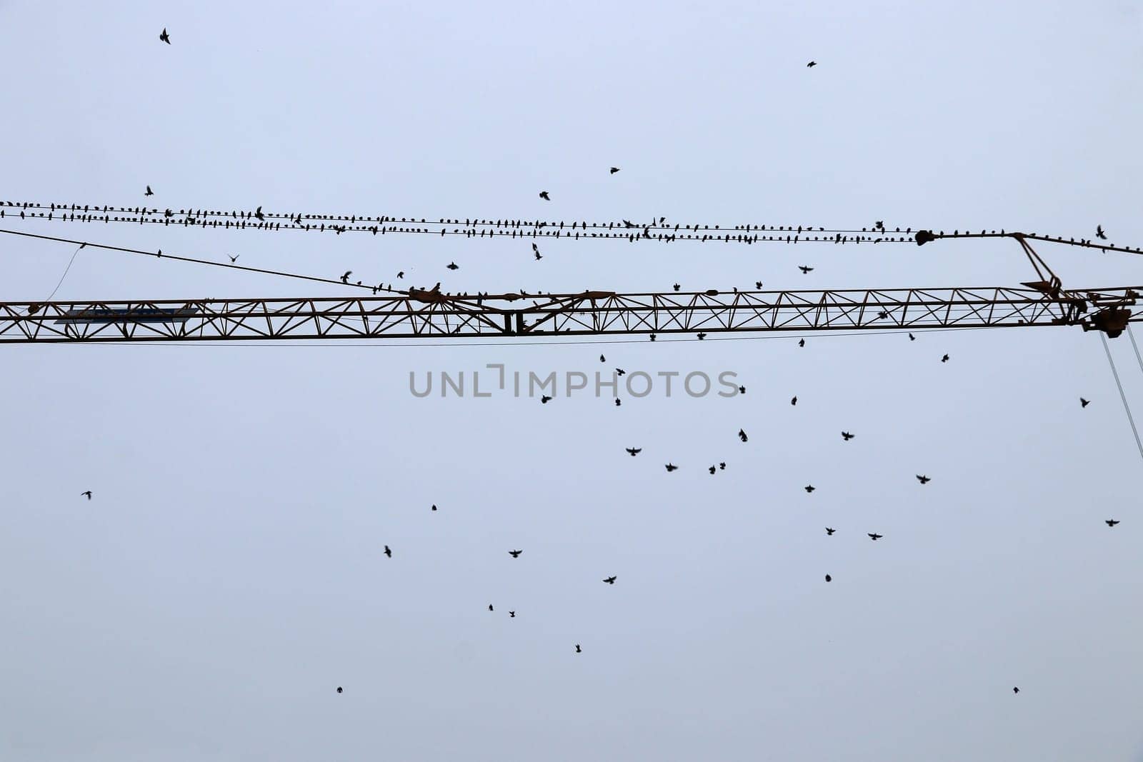 On a crane migratory birds meet for departure to the south