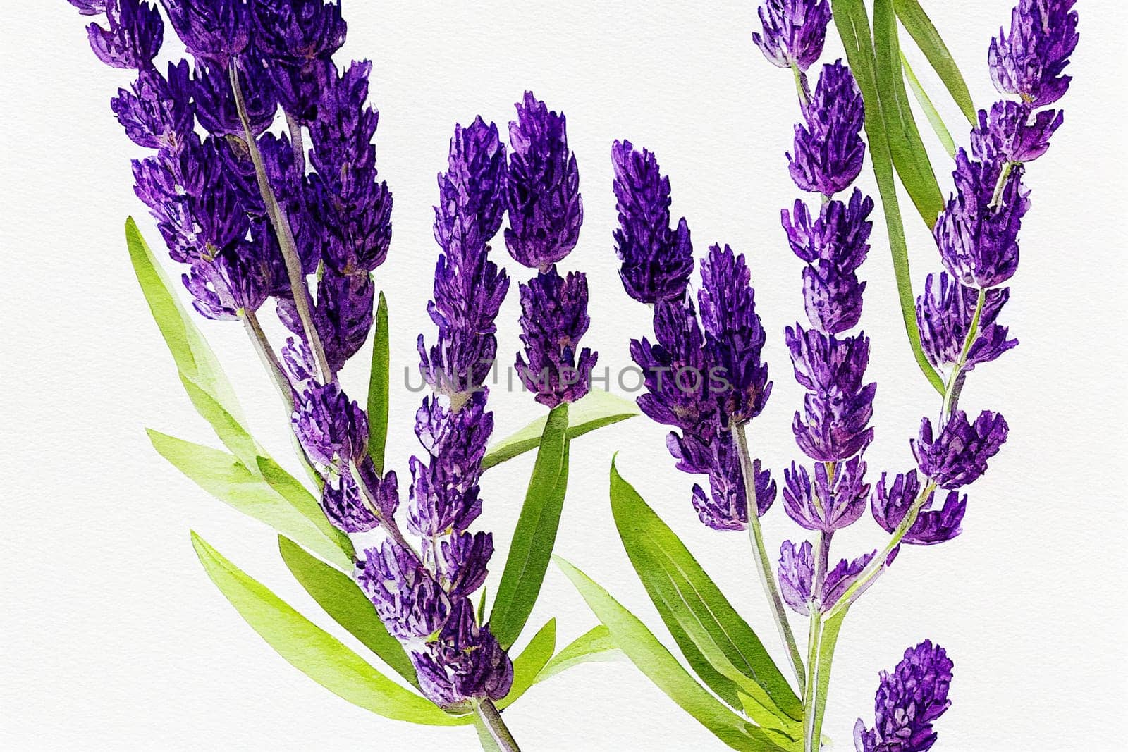 Watercolor illustration of lavender on a white background. Lavandula (common name lavender) is a genus of 47 known species of flowering plants in the mint family, Lamiaceae.