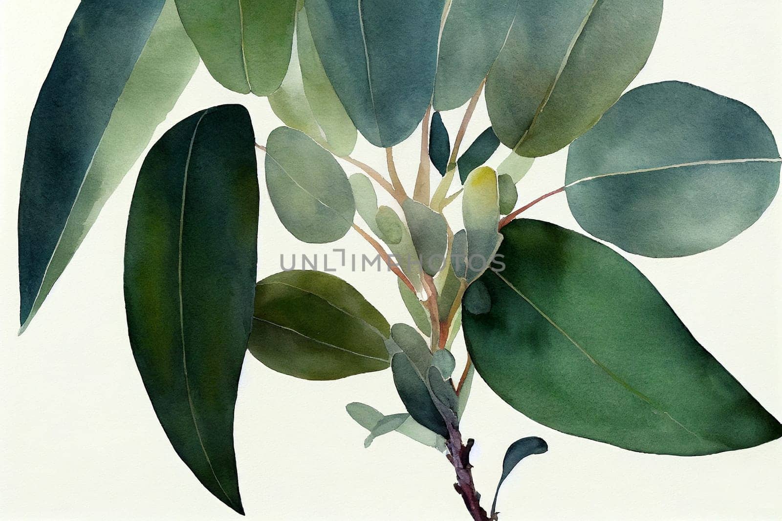 Eucalyptus globulus (Tasmanian blue gum), commonly known as southern blue gum or blue gum, is a species of tall, evergreen tree endemic to southeastern Australia.