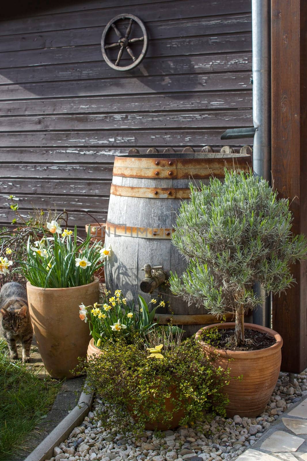 rustic garden -  blooming spring flowers - narcissus flowers in clay pots