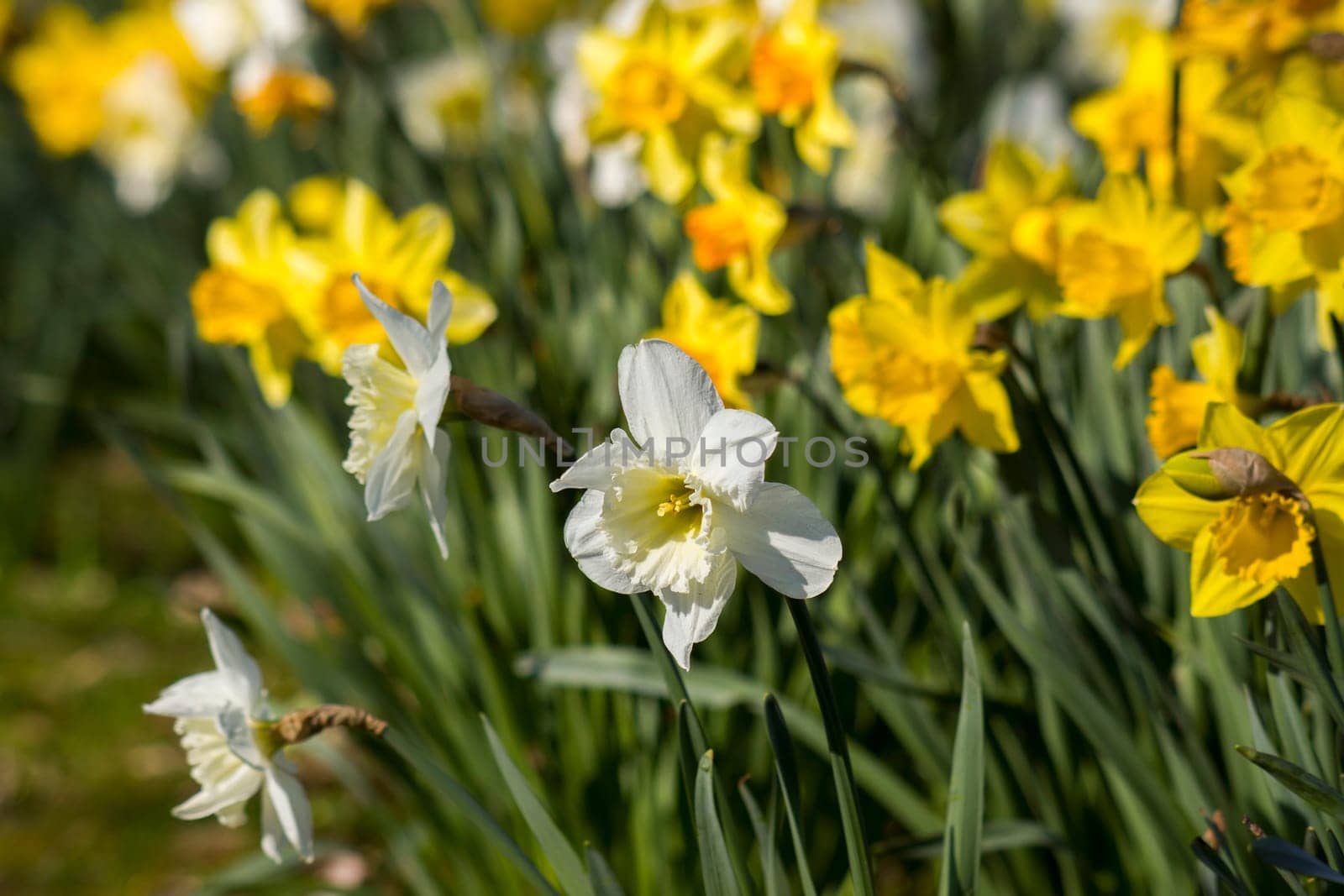 The daffodil, Narcissus pseudonarcissus, yellow and white narcissus flowers in a park, springtime