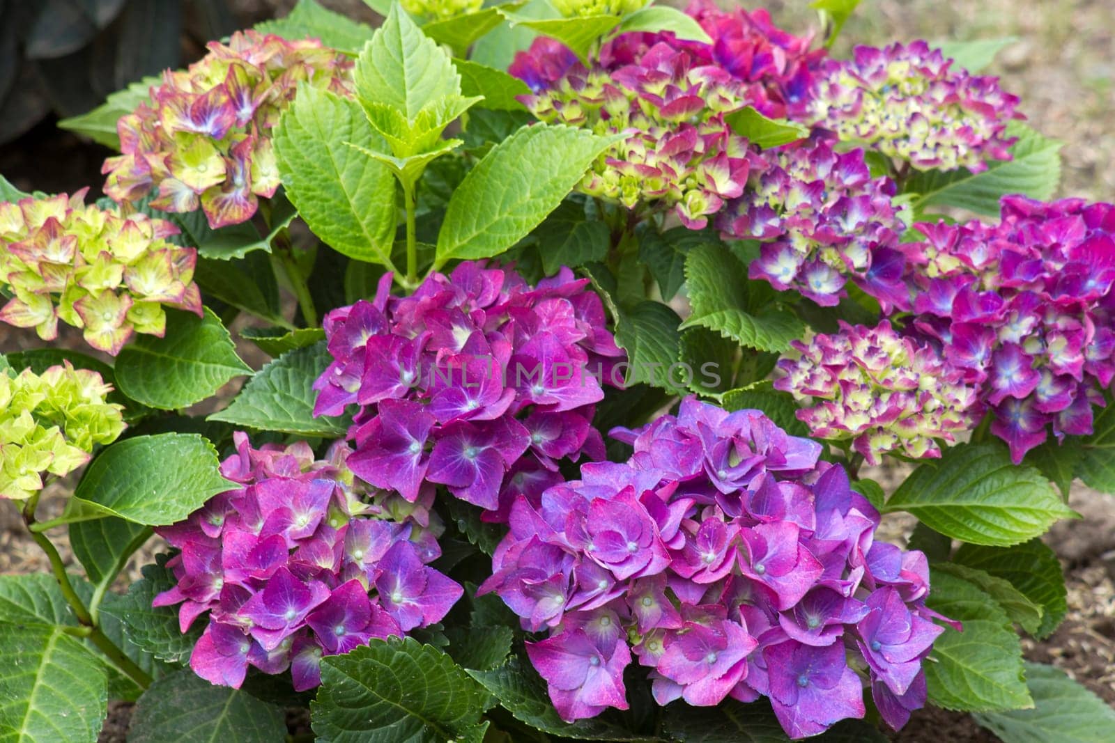 violet hortensia flowers in a garden