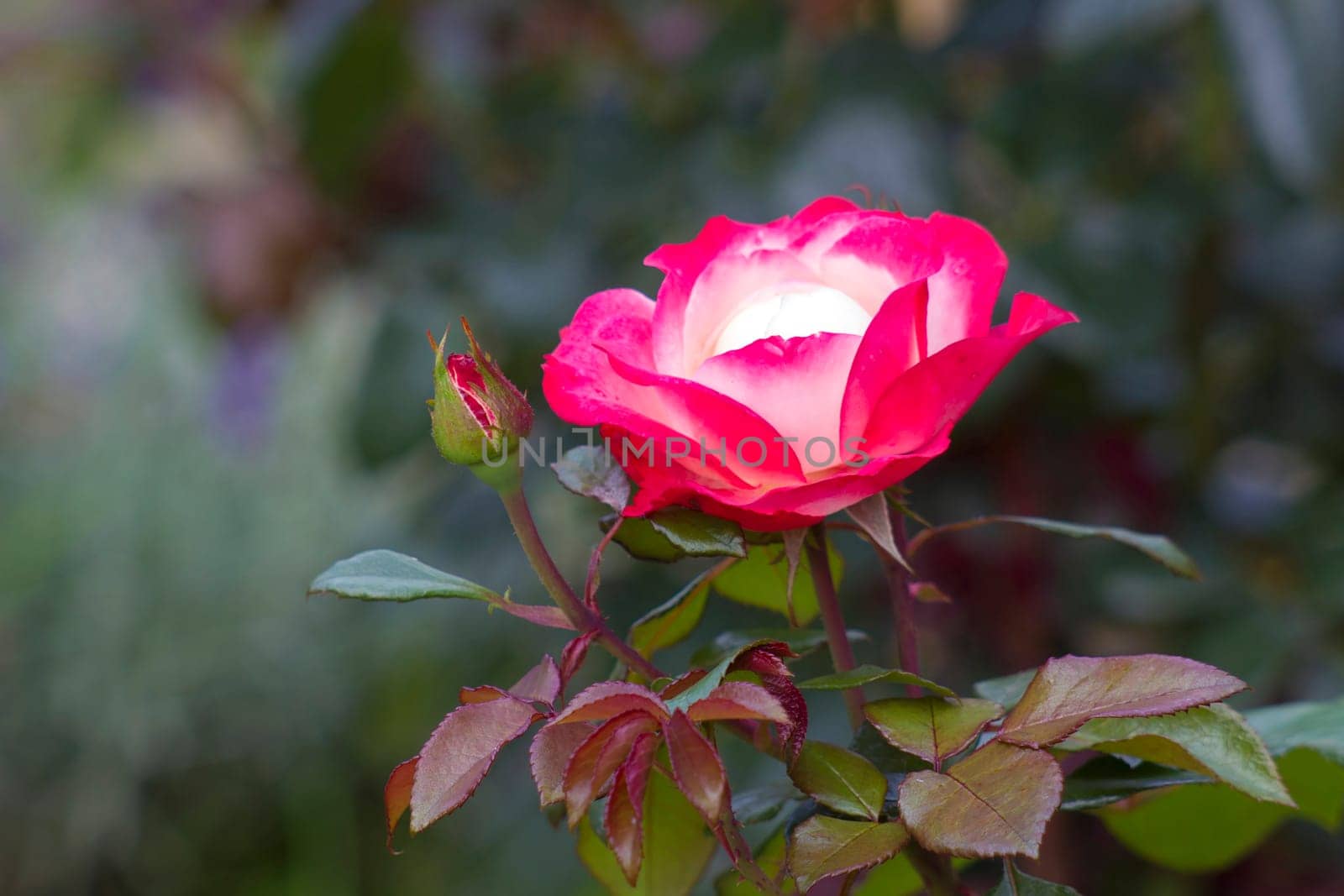 roses in a garden - close up
