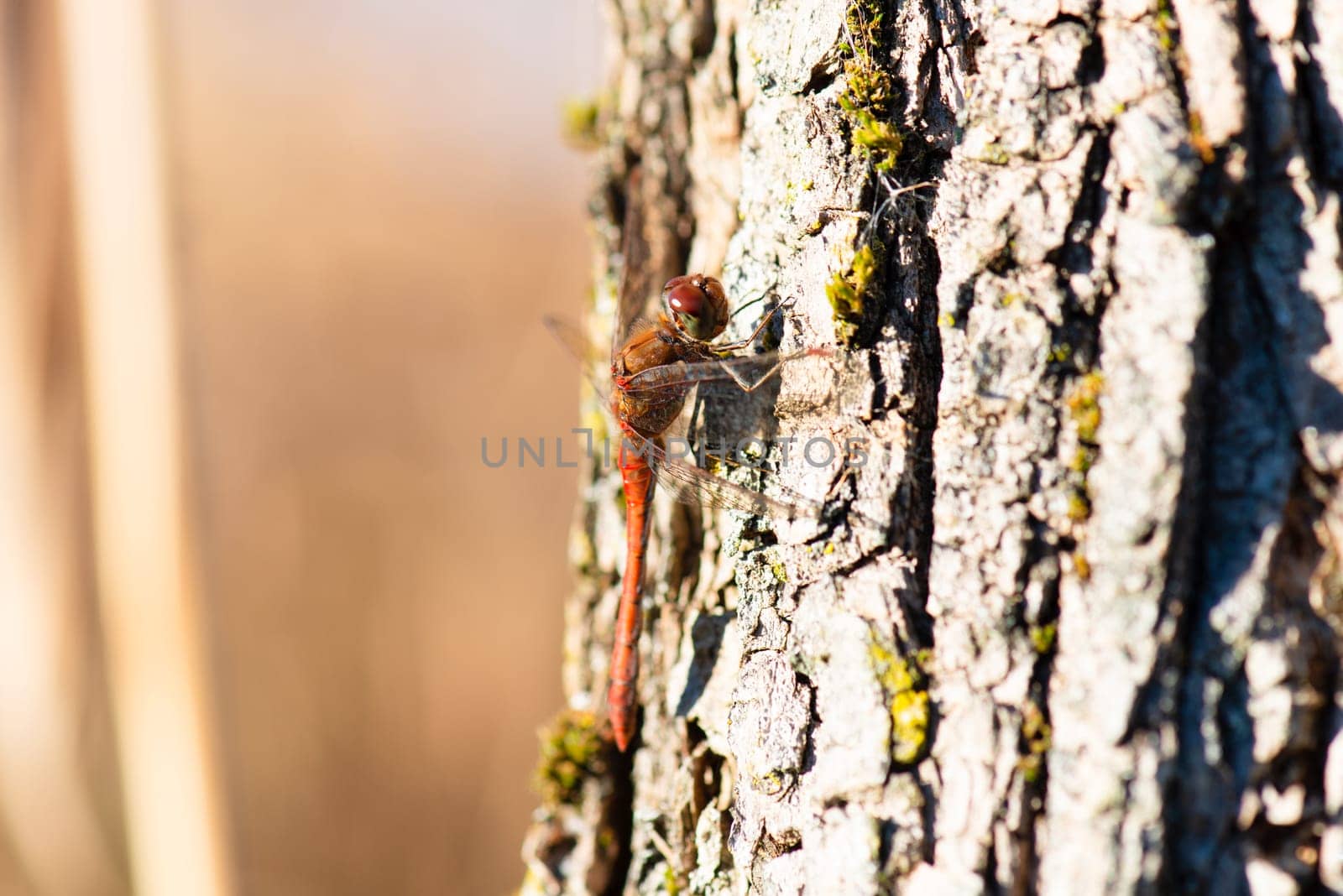 Red dragonfly, Neurothemis fluctuans is sitting on a wood, Haff Reimich nature reserve in Luxembourg