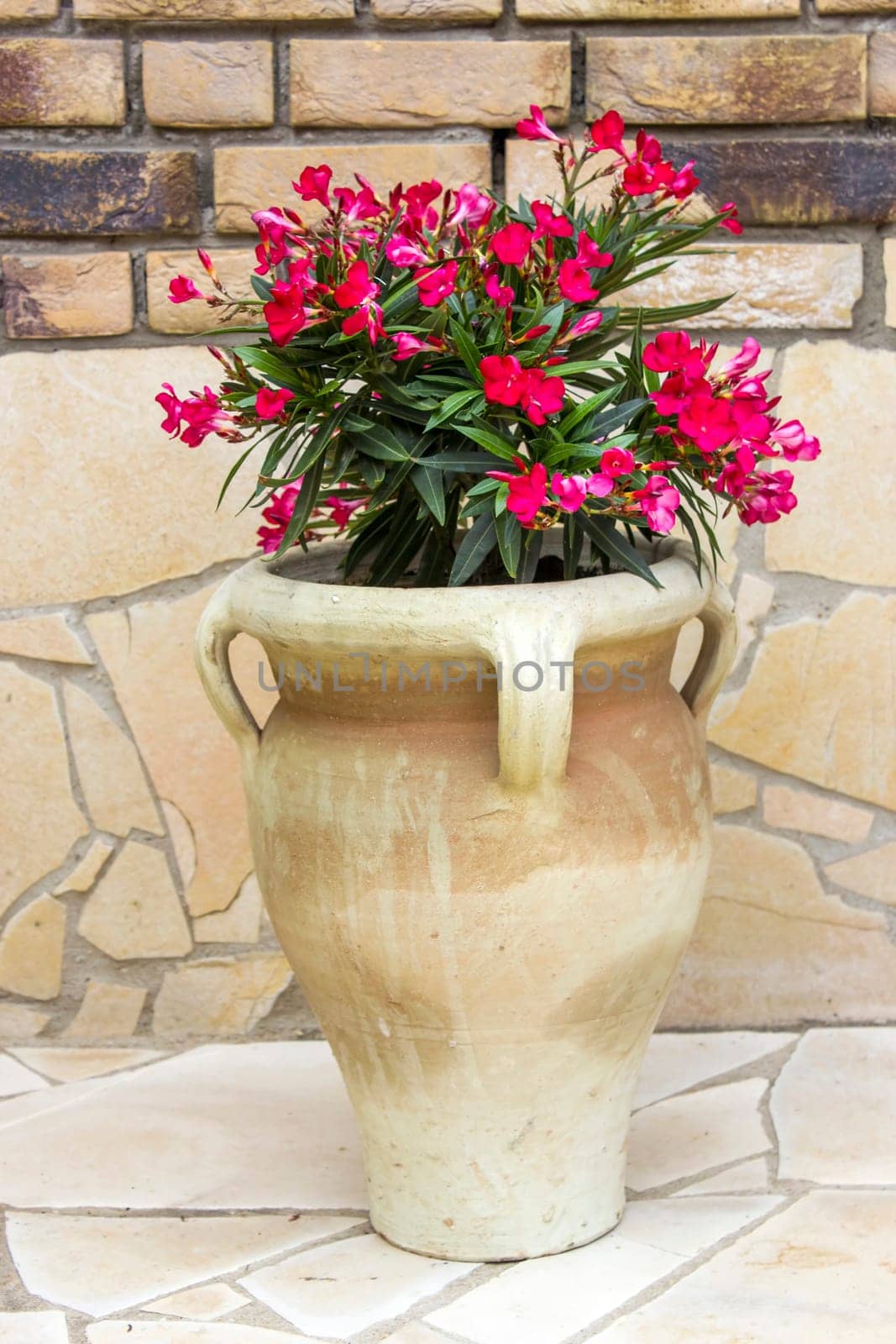 oleander flowers in a clay amphora