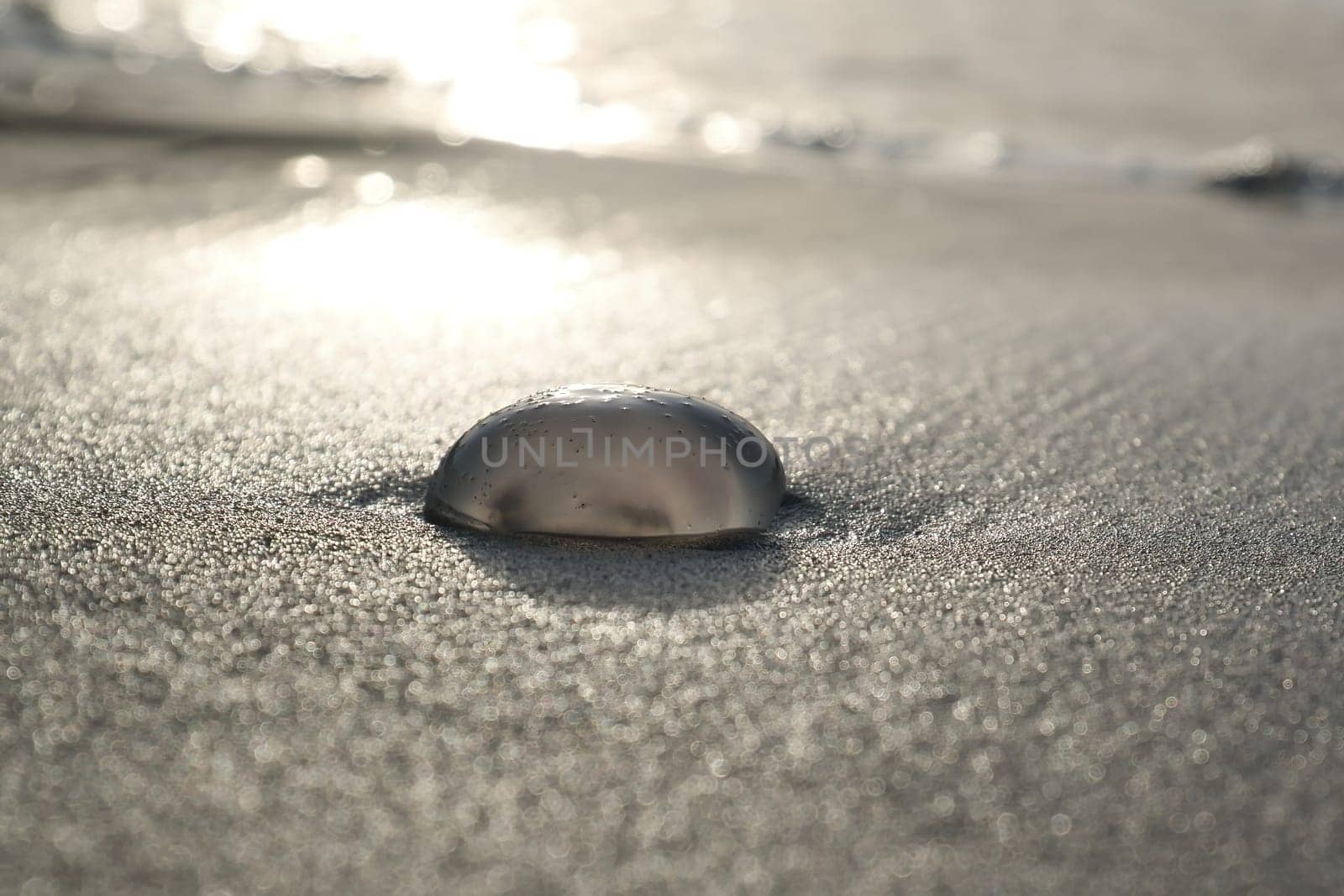 Dead jellyfish body lying on the beach in the sand in front of the sea. Landscape photo from Denmark