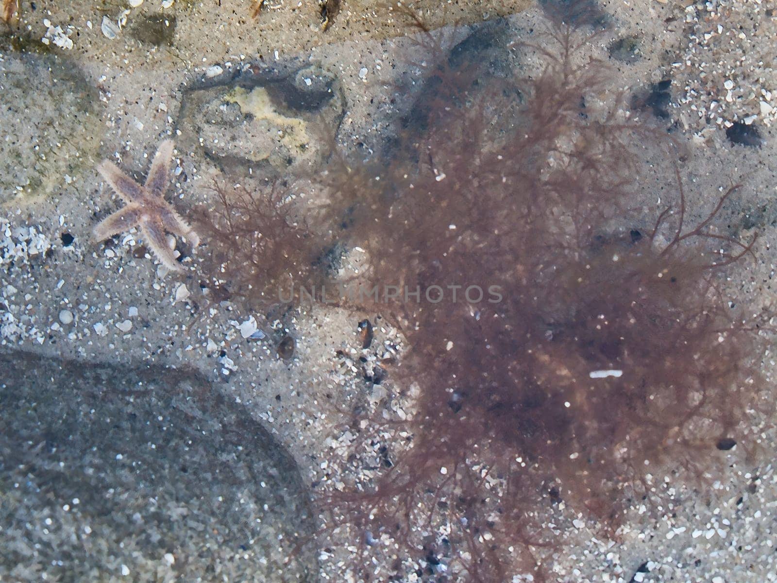 Starfish underwater lying in sand in front of sea tank. Marine animal on the coast of Denmark. Animal shot from the sea