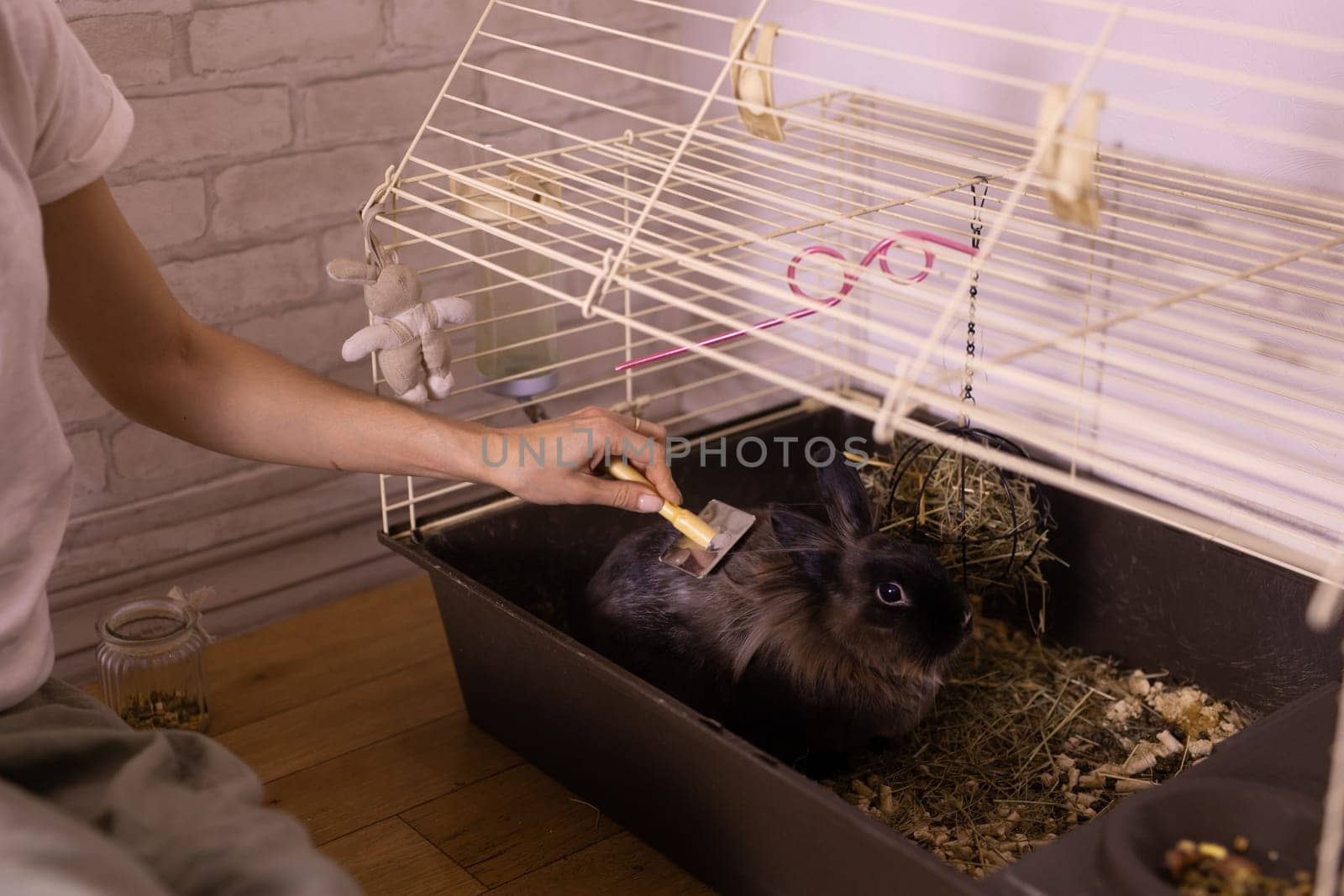 Black little rabbit is shedding. Girl combs his fur with special comb. Care of pets