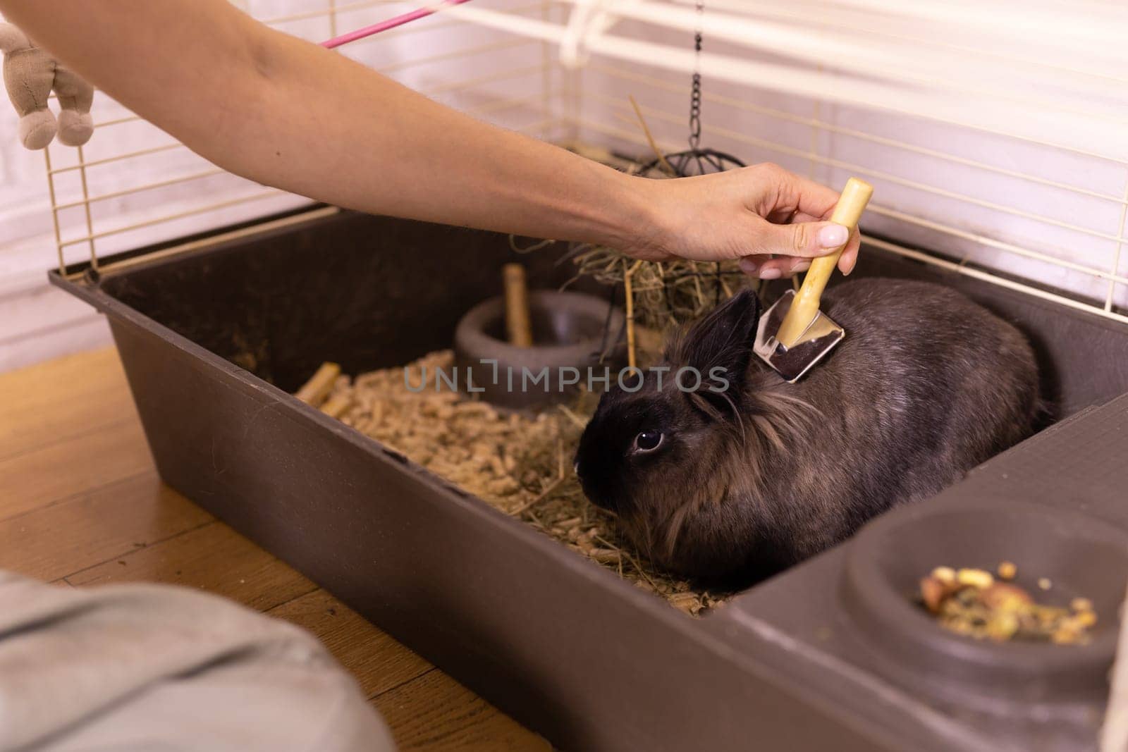 Black little rabbit is shedding. Girl combs his fur with special comb. Care of pets