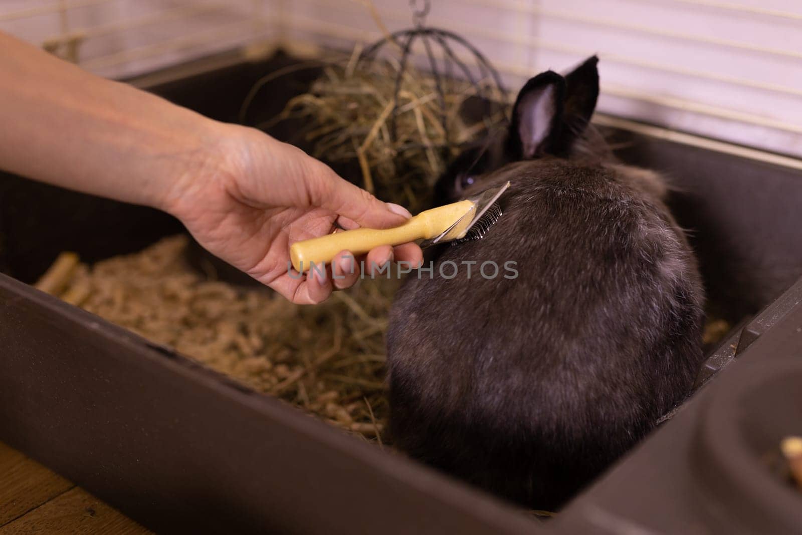 Black little rabbit is shedding. Girl combs his fur with special comb. Care of pets