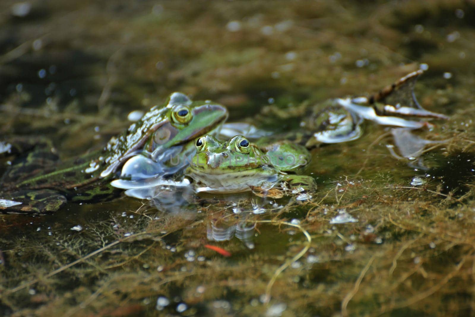 Battle of the quaking pond frogs