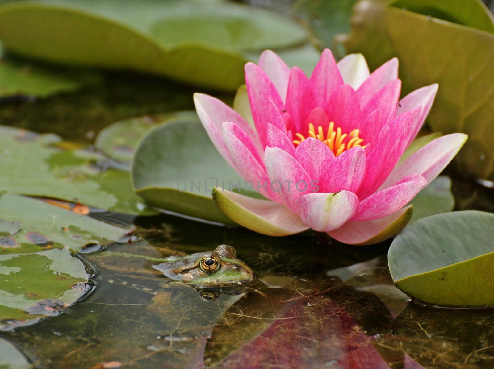Pond frog (Pelophylax esculentus) next to pink water lily blossom