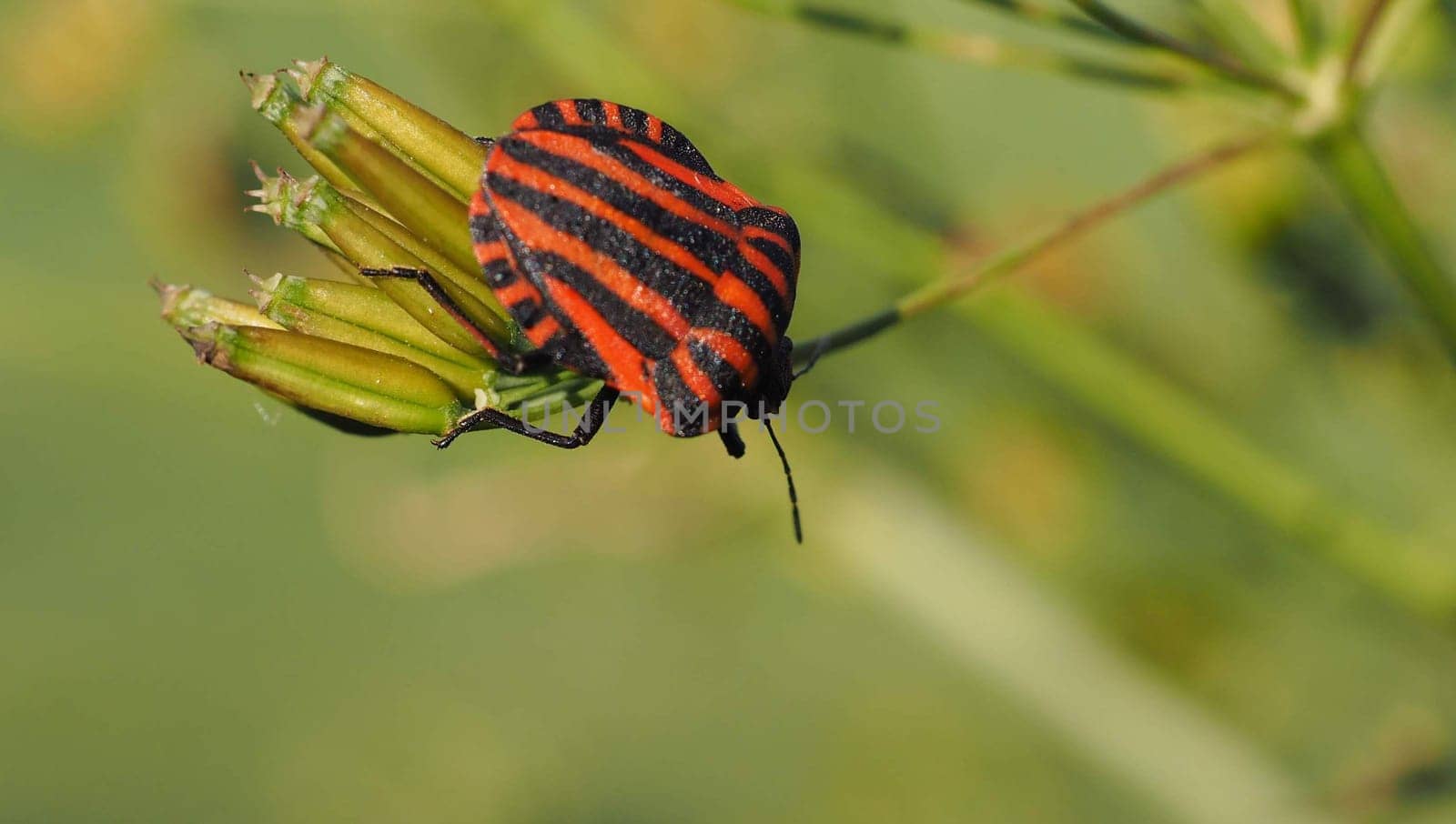 Striped bug