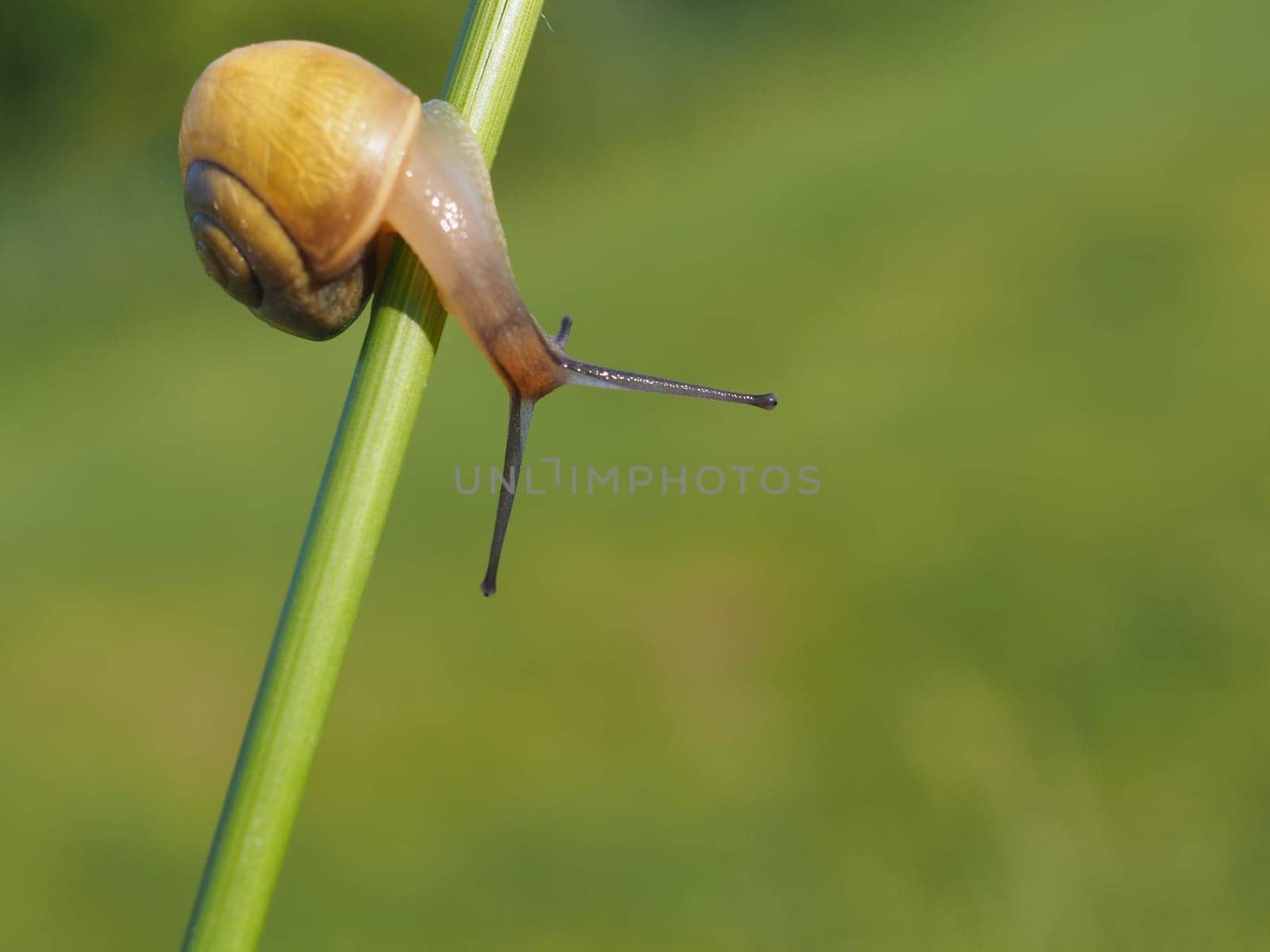 Snail
