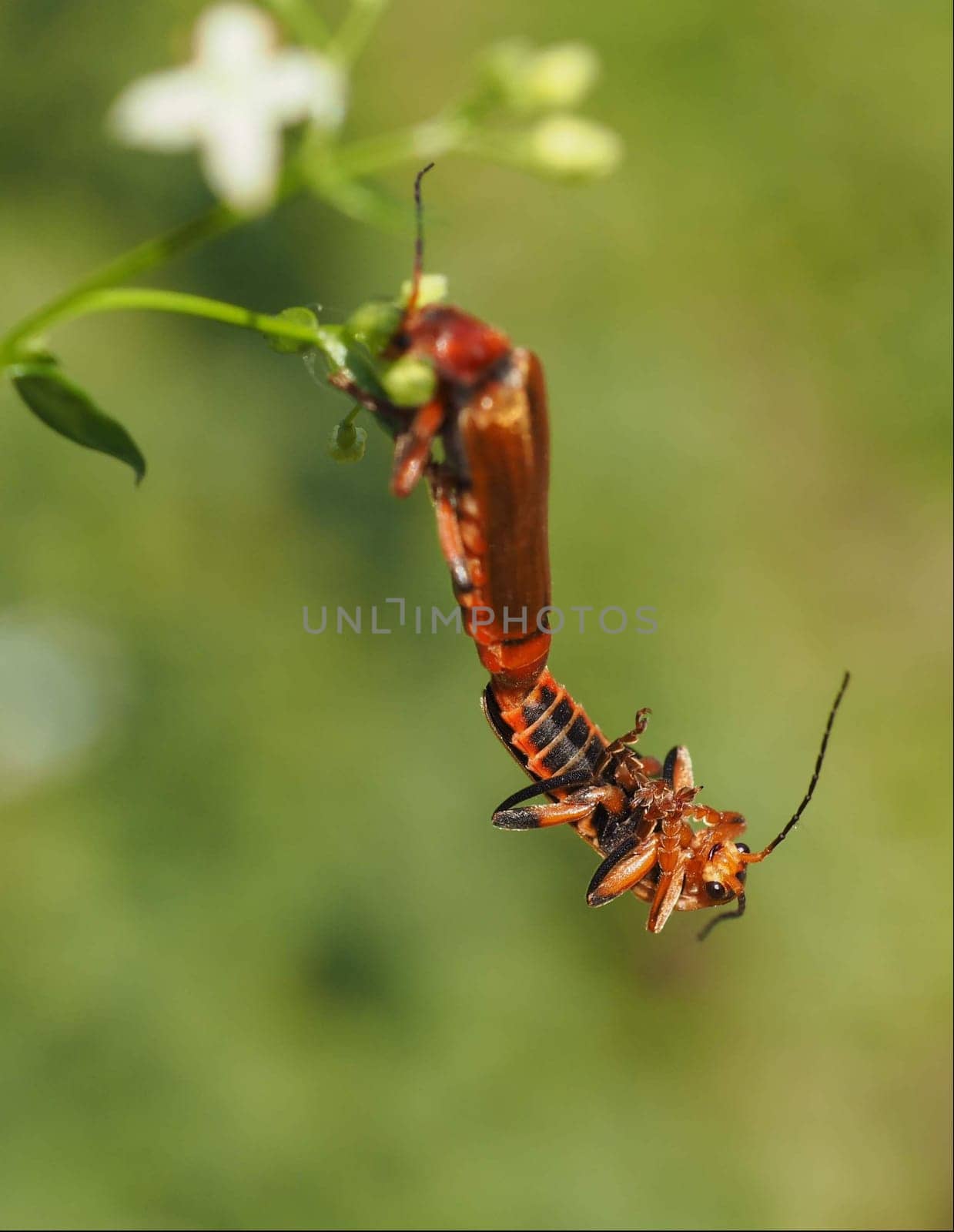 Soft beetle pairing