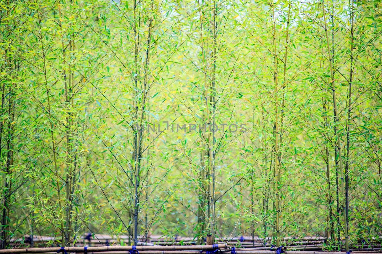 Bamboo for adv or others purpose use