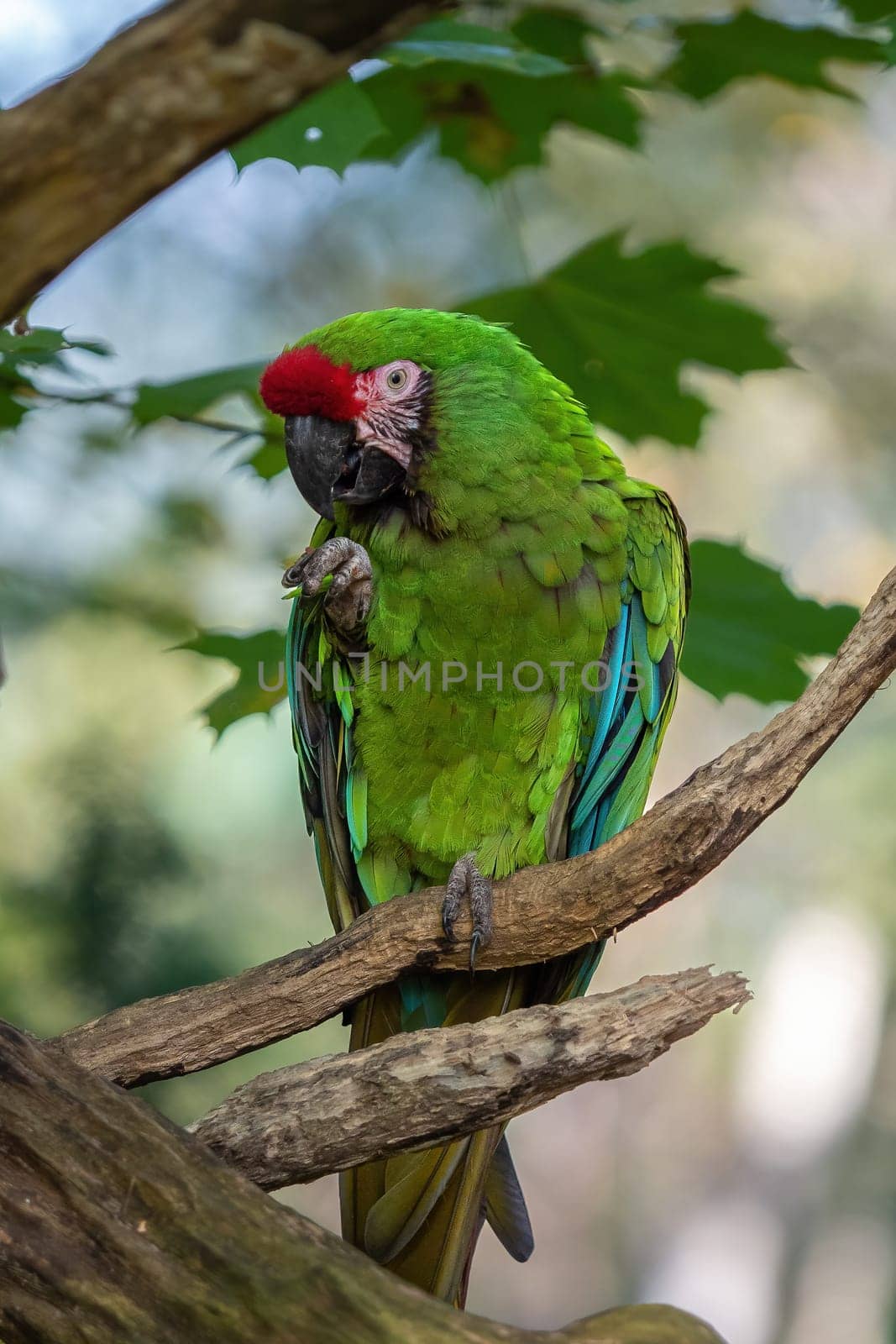 Great green military macaw Ara militaris mexicana.