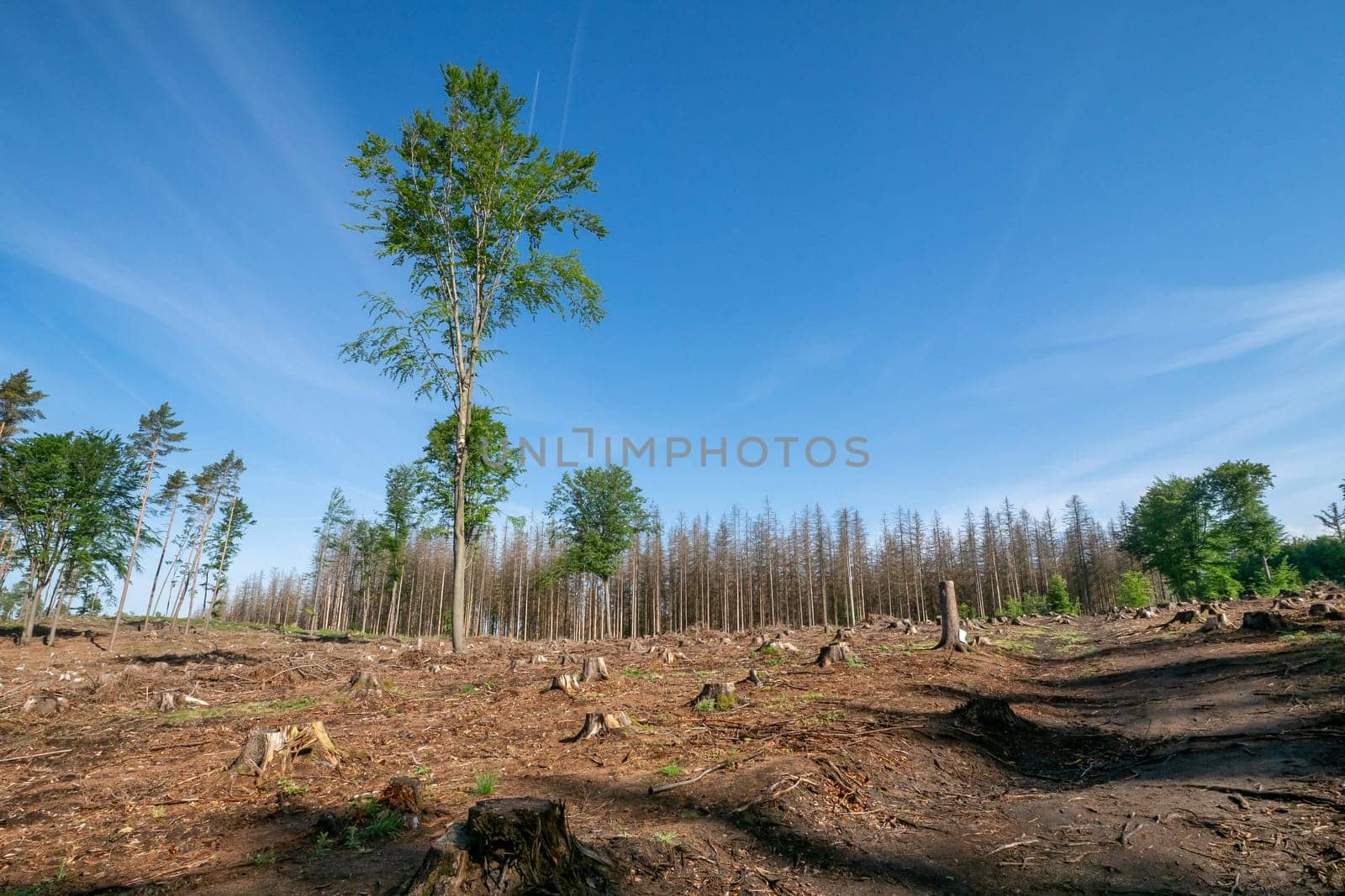 Dead spruces following bark beetle infestation. The consequence of global warming.