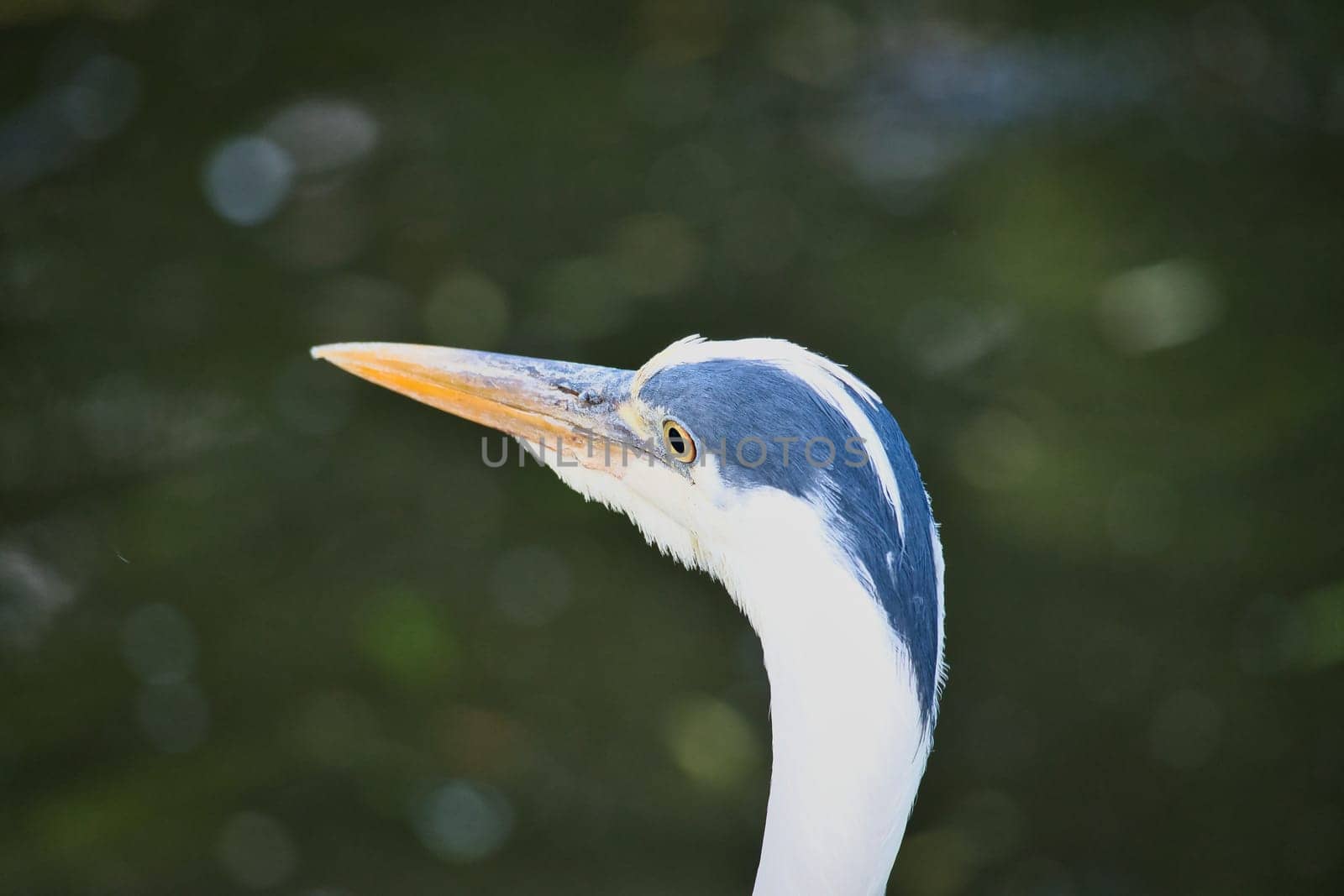 Grey heron in portrait. Detailed picture of the bird. Animal photo from nature. Photo from a park