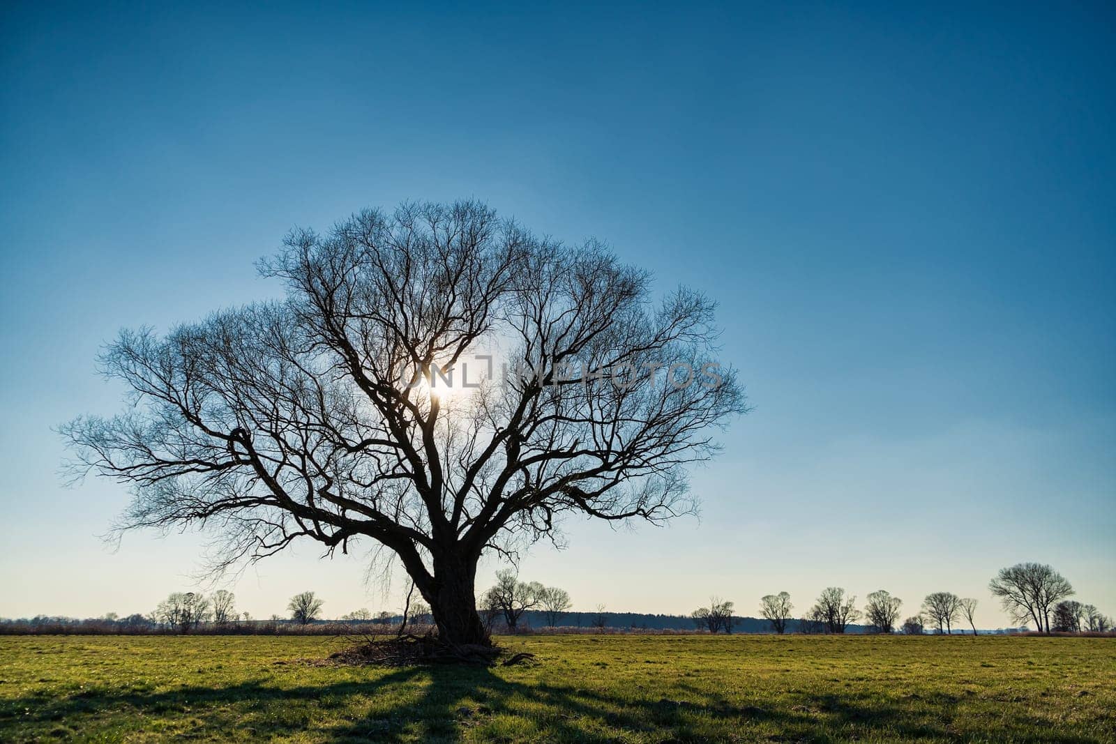 lonely tree on field in winter