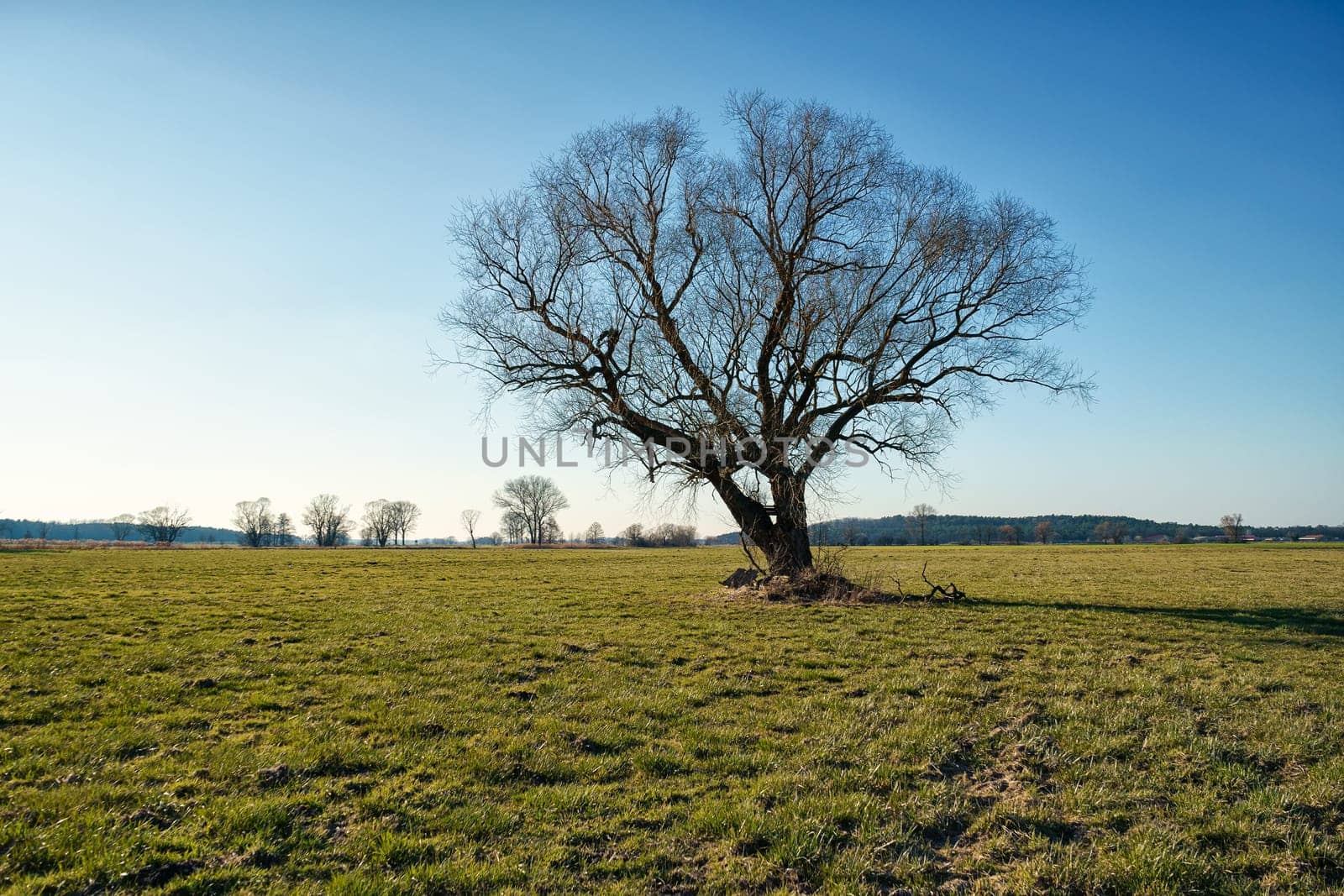lonely tree on field in winter