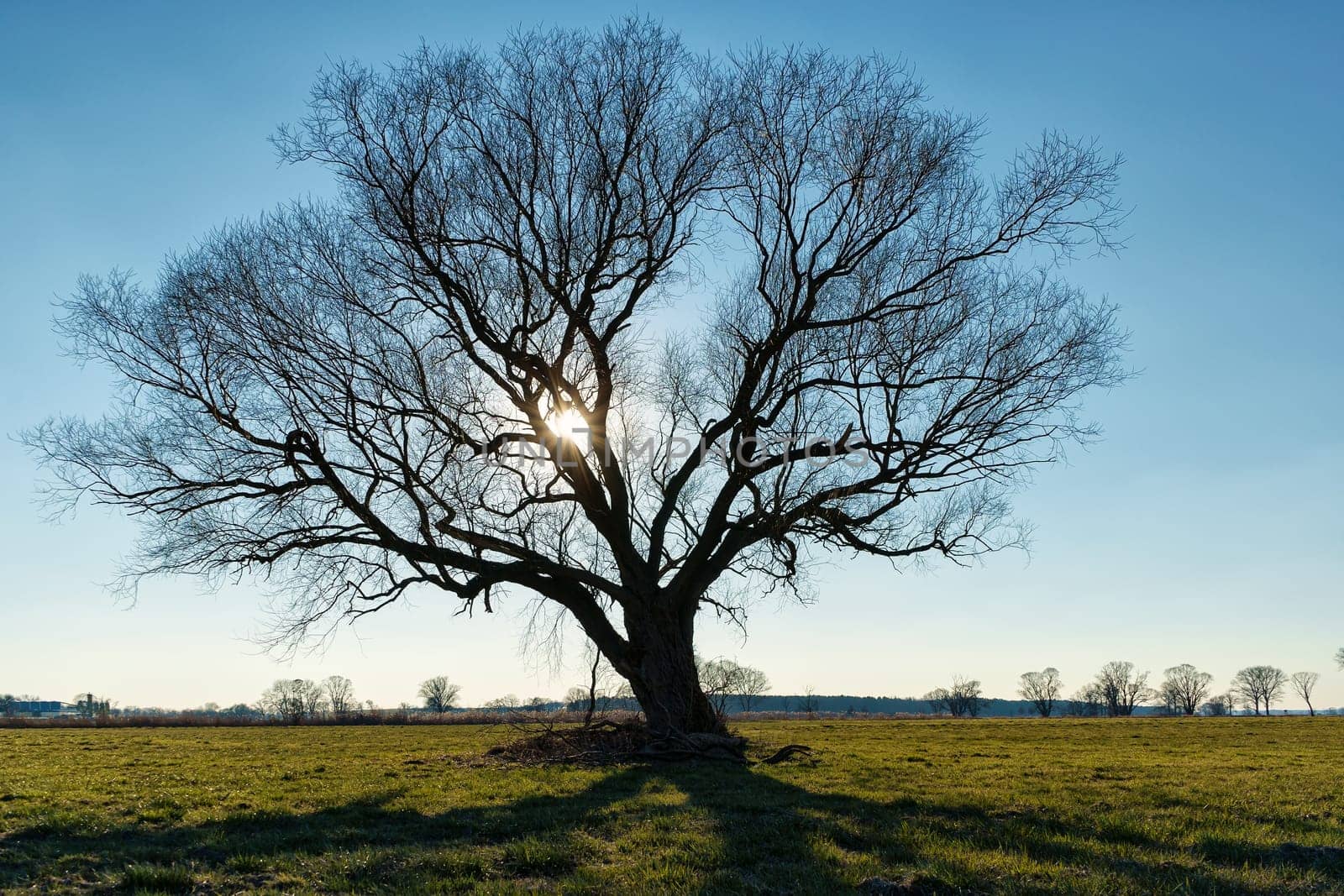 lonely tree on field in winter