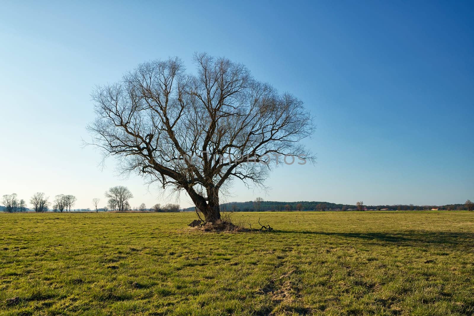 lonely tree on field in winter