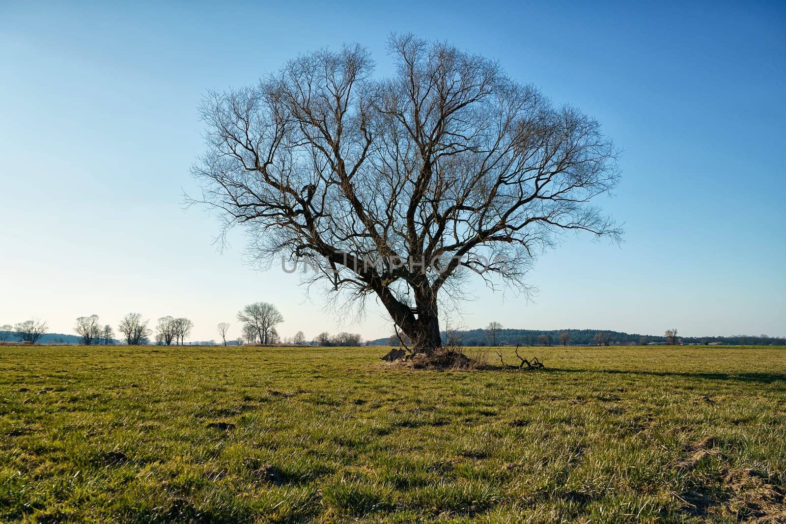 lonely tree on field in winter